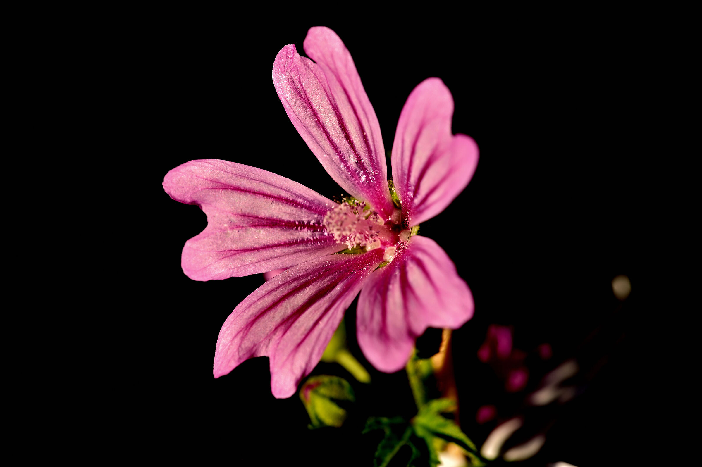 Malva selvatica...