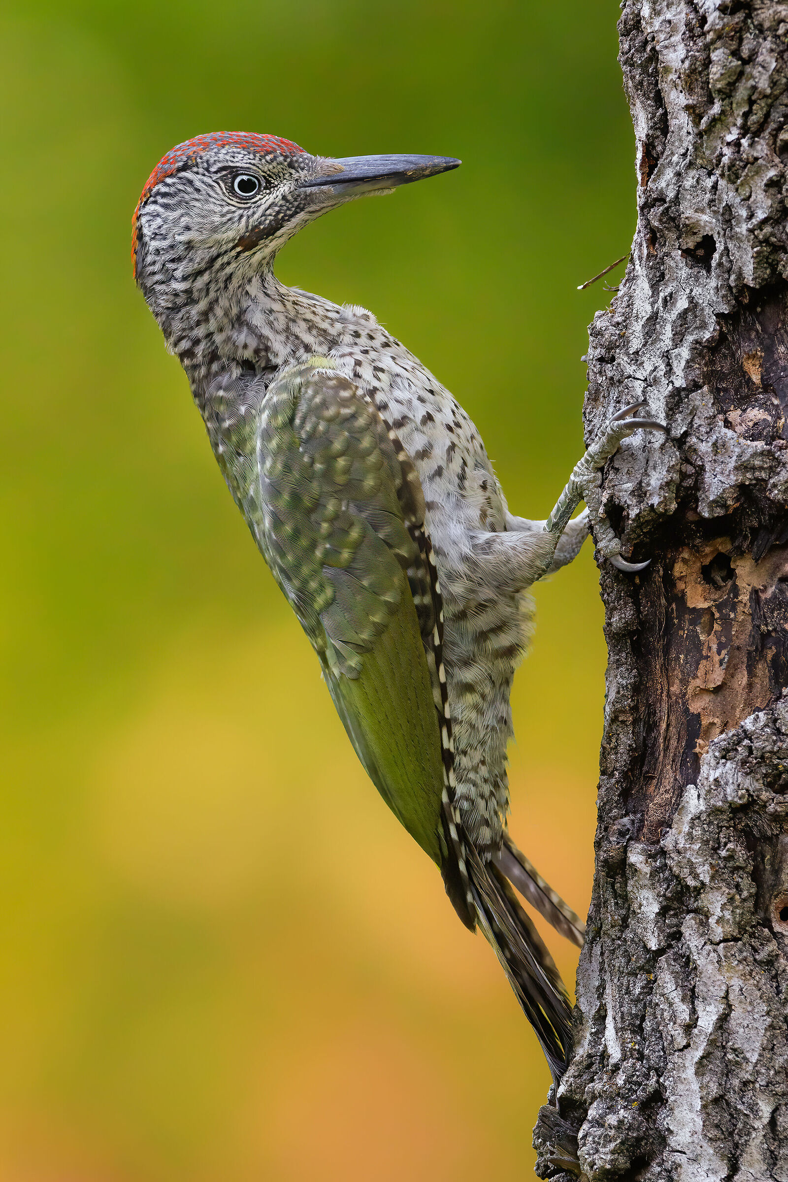 Green woodpecker juv