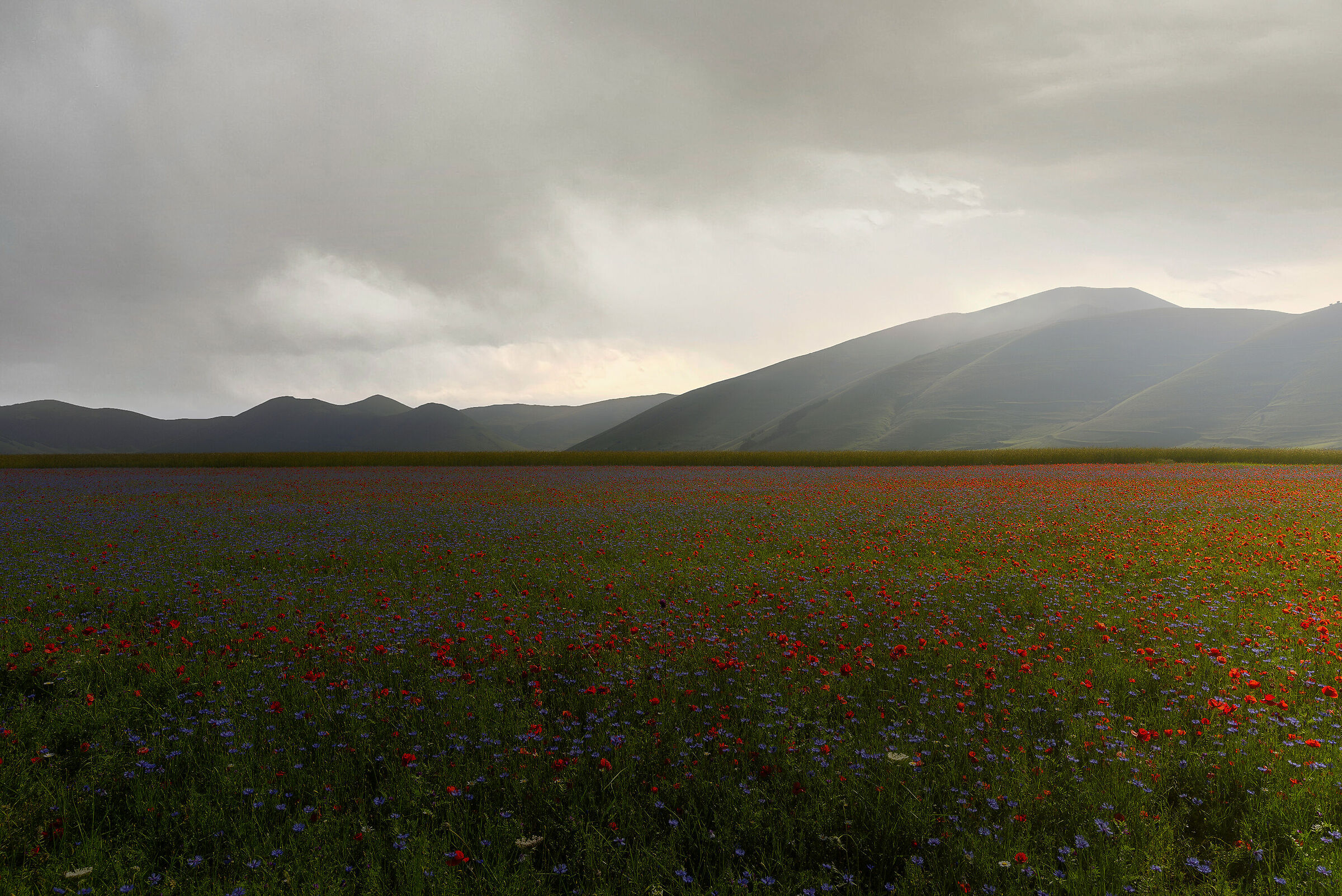 Flowering of Castellucccio