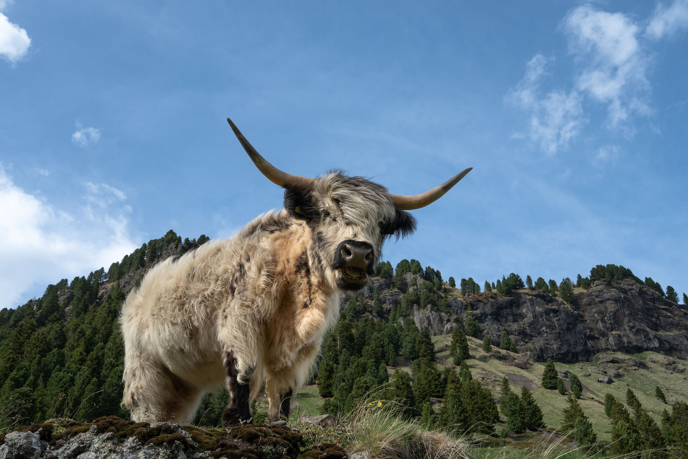 Yak in Val Duron