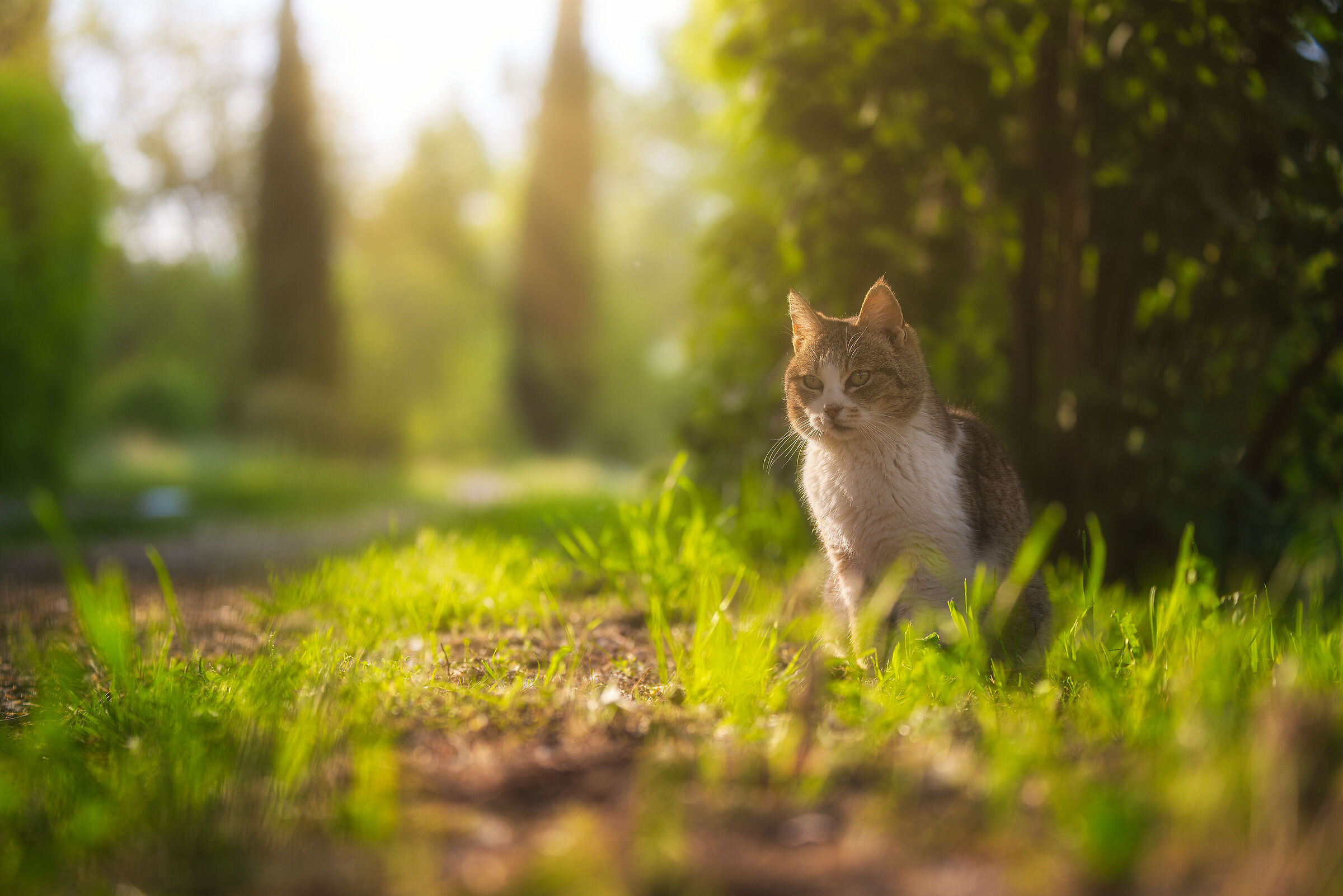 Micio in controlouce