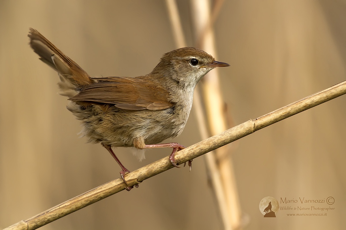 Cetti's Warbler