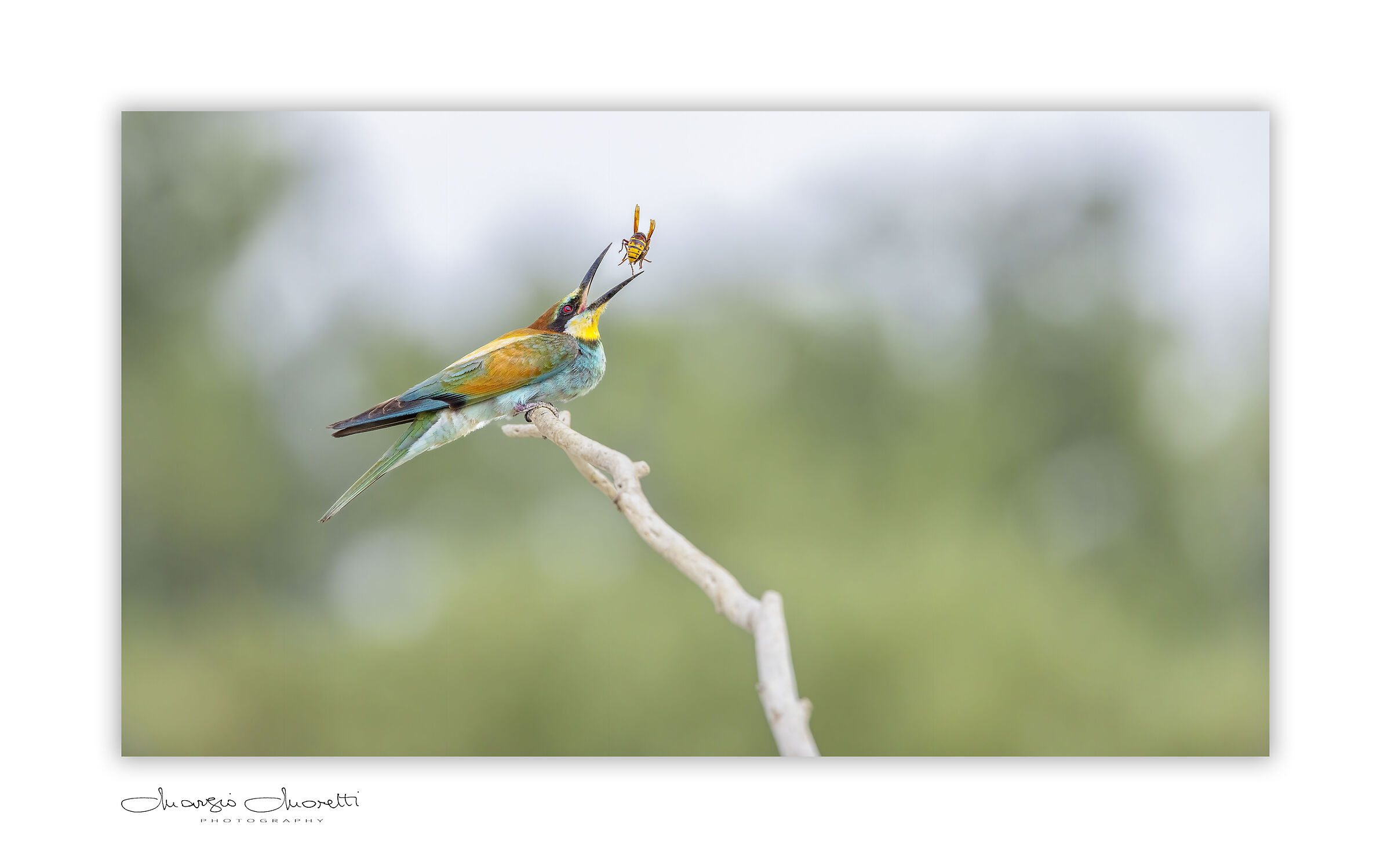 Hoopoe and Bee-eater two summer visitors