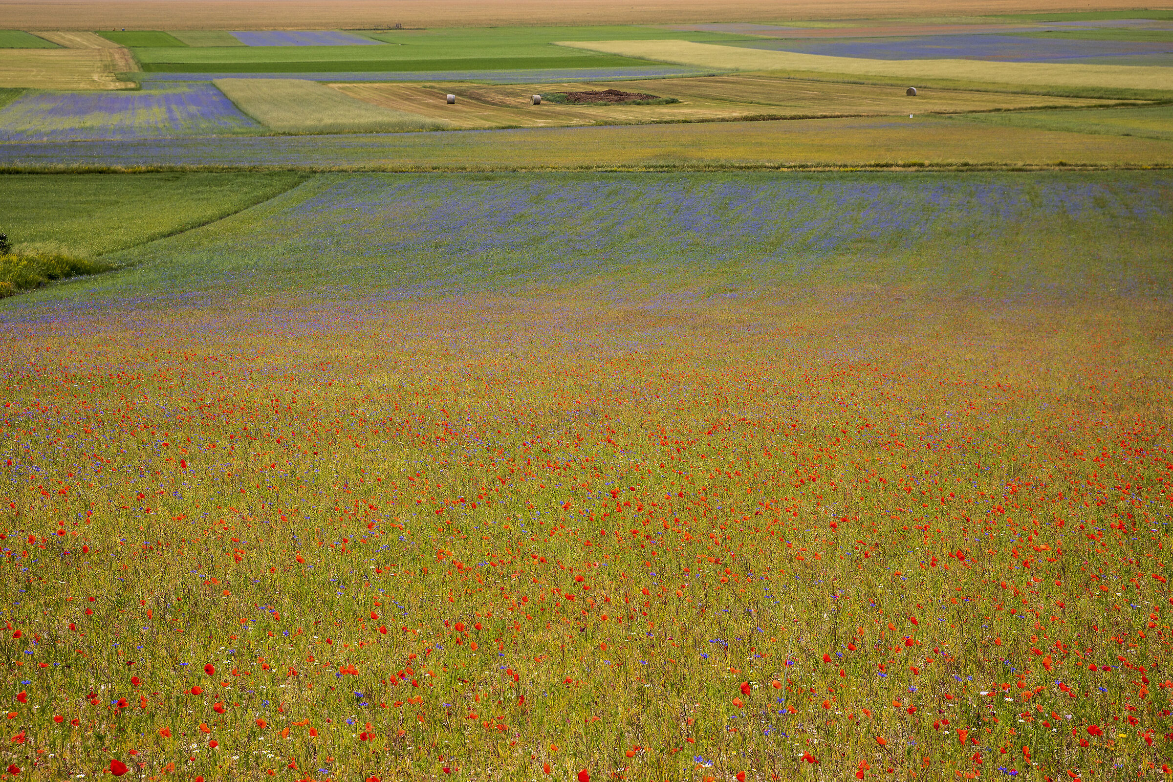 Una distesa di colore