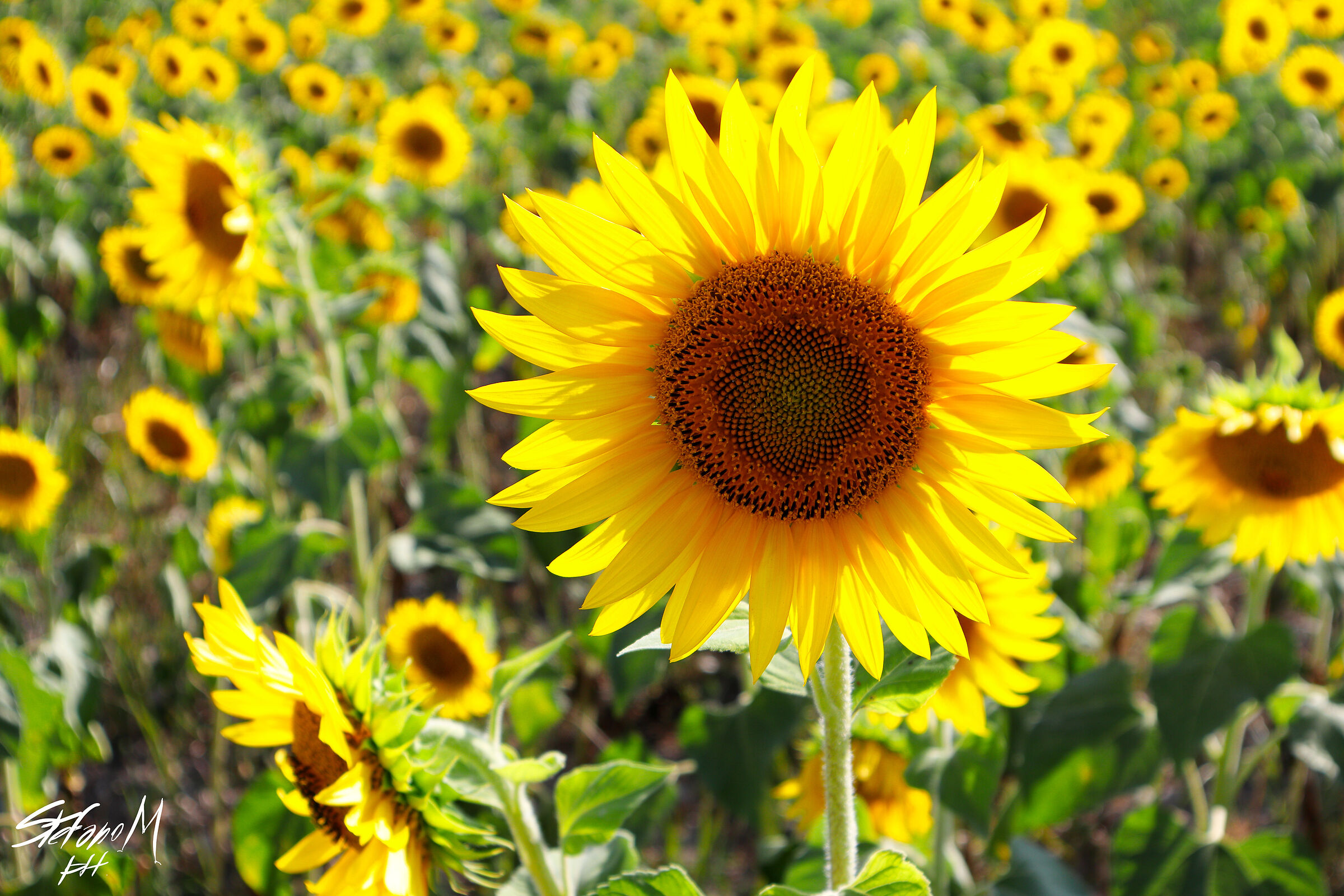 Sunflowers in Trecate