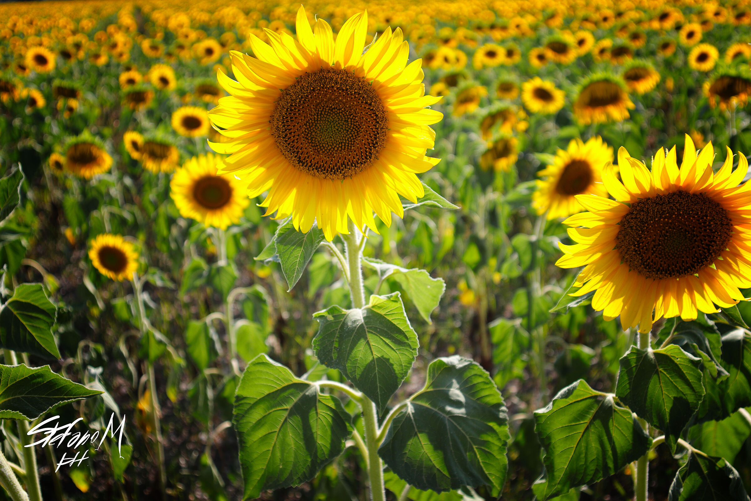 Sunflowers in Trecate