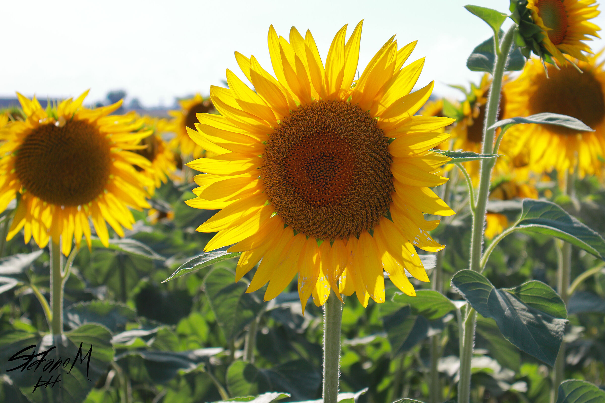 Sunflowers in Novara