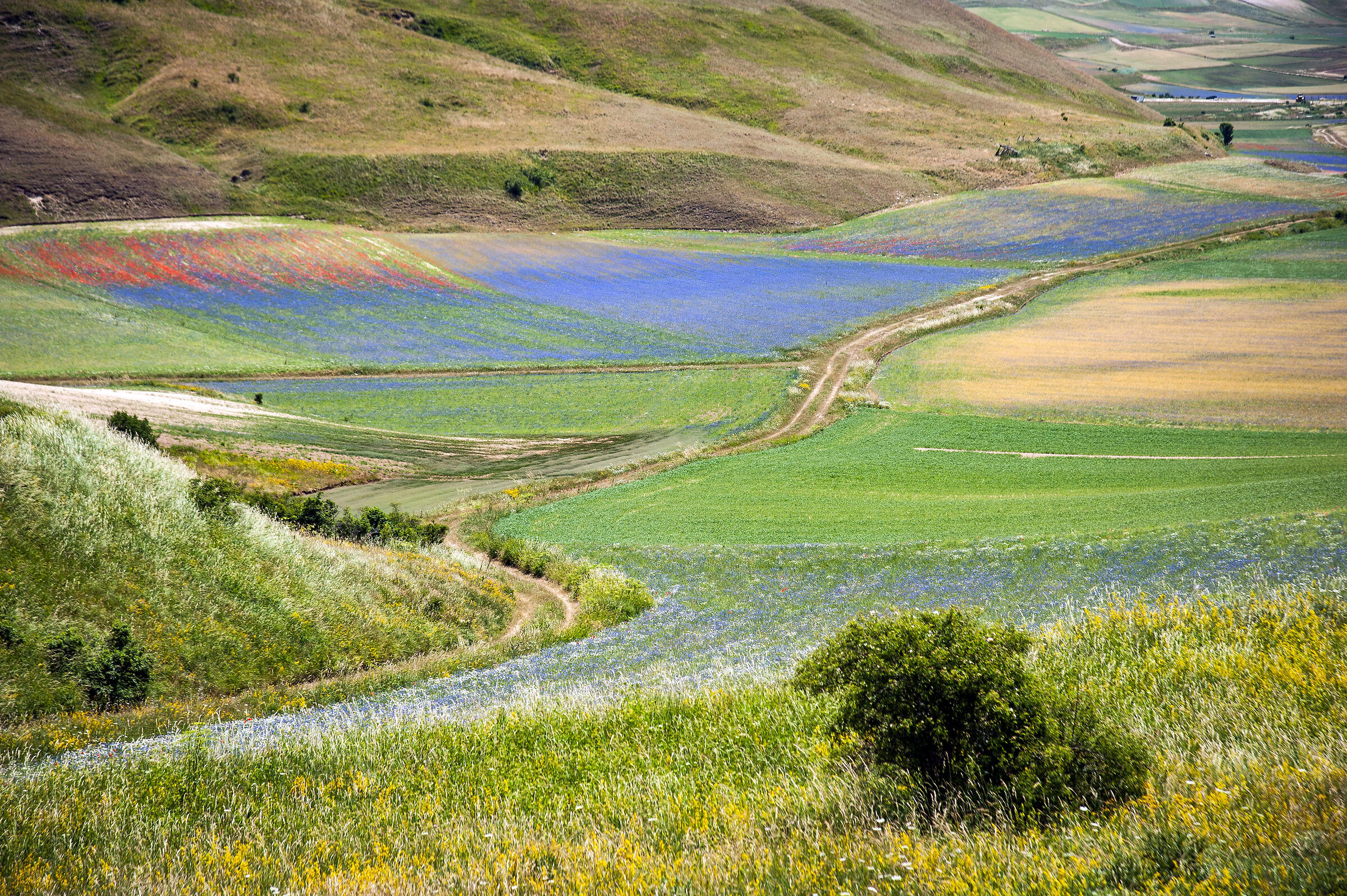 Castelluccio di Norcia: Fioritura 2022