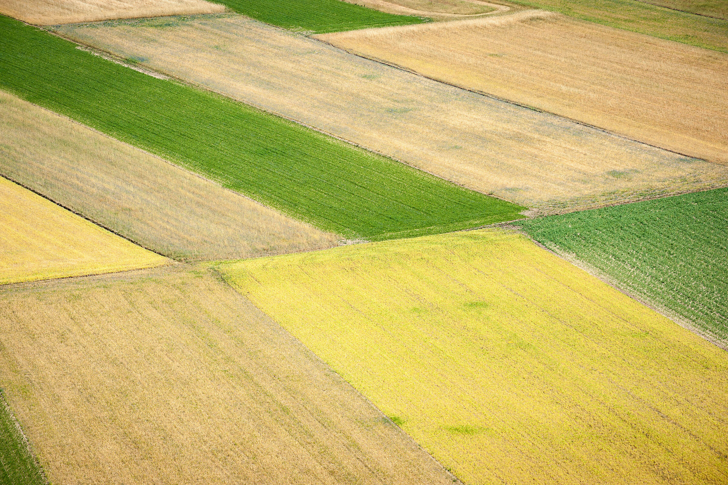 Castelluccio di Norcia: Fioritura 2022