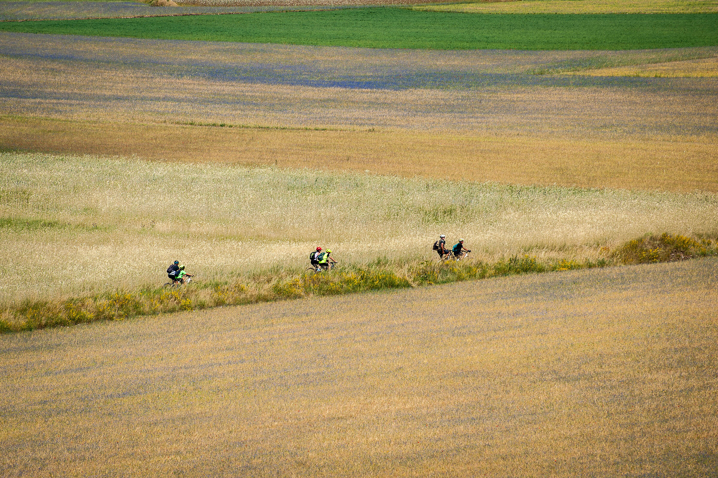 Castelluccio di Norcia: Fioritura 2022