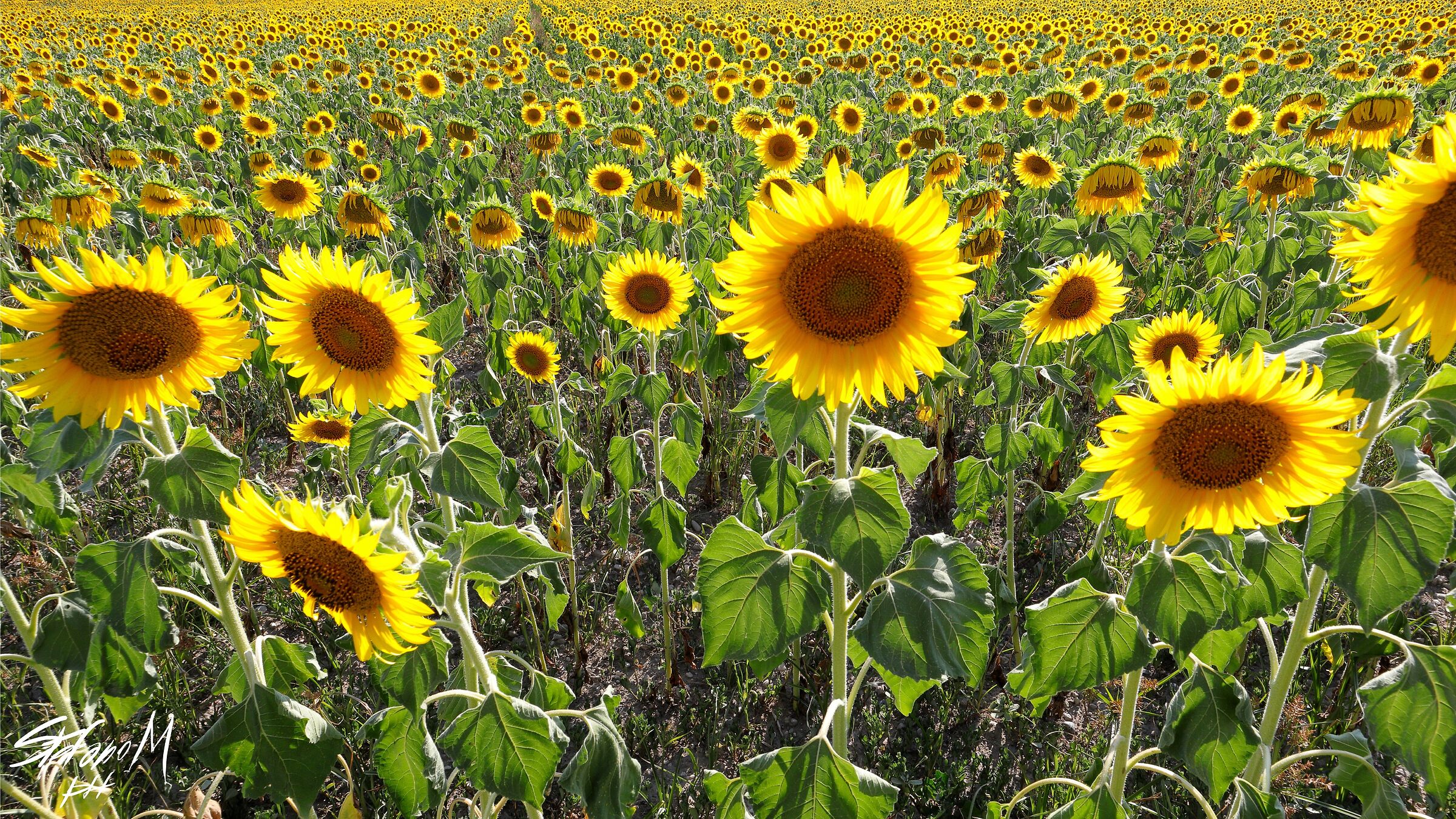 Sunflowers