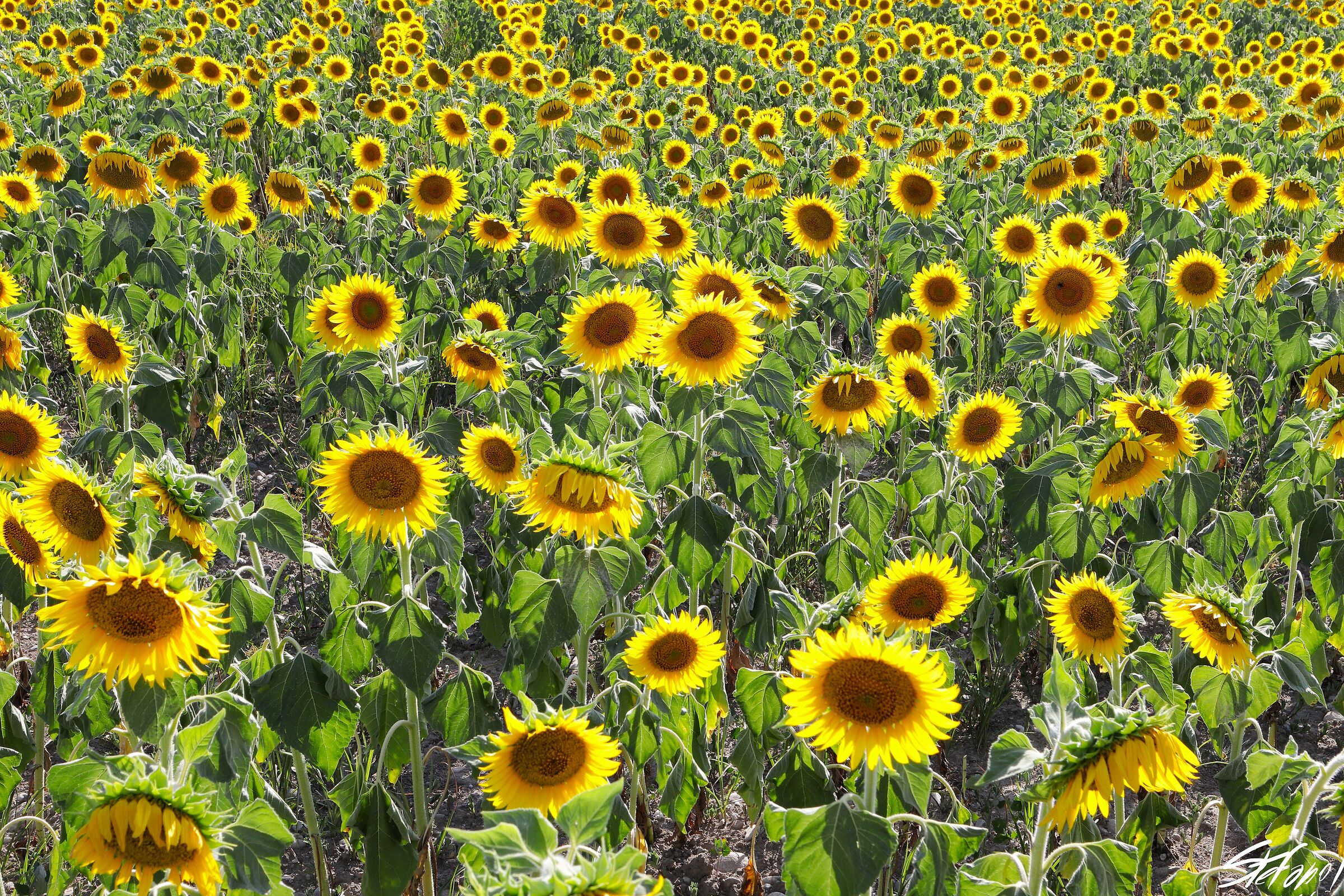Sunflowers