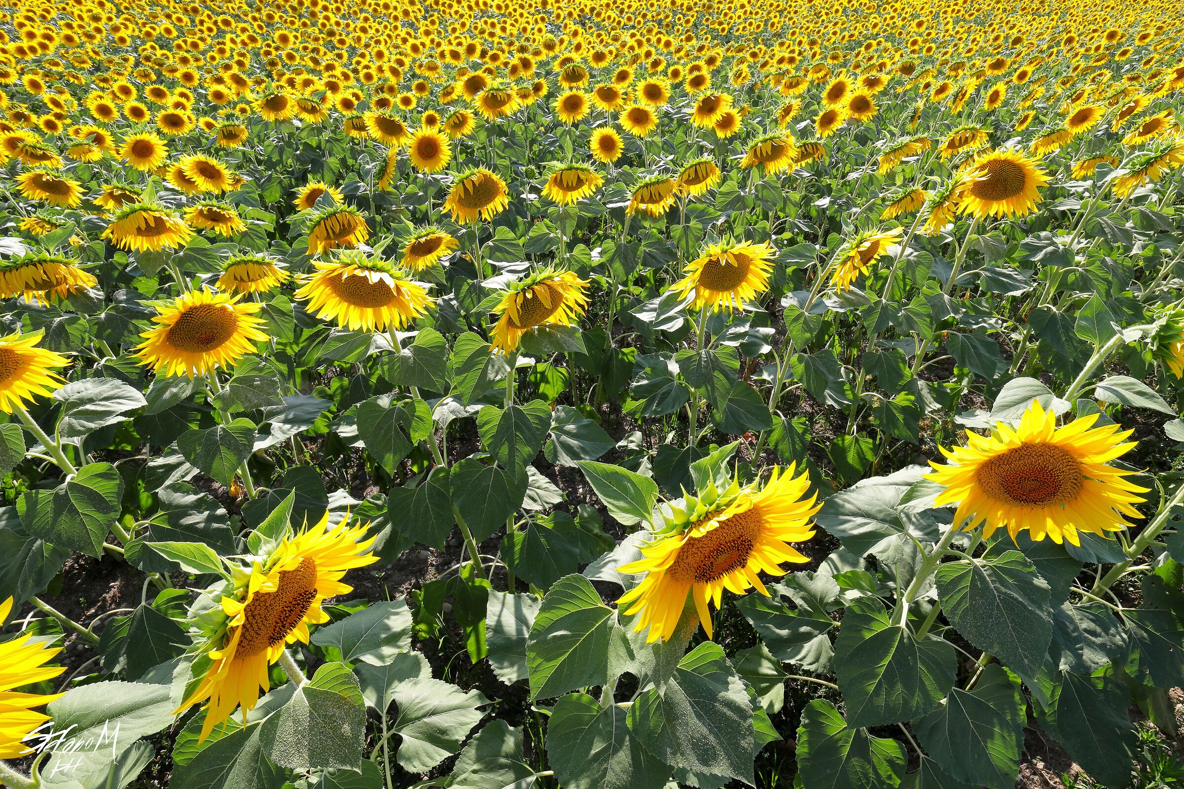 Sunflowers