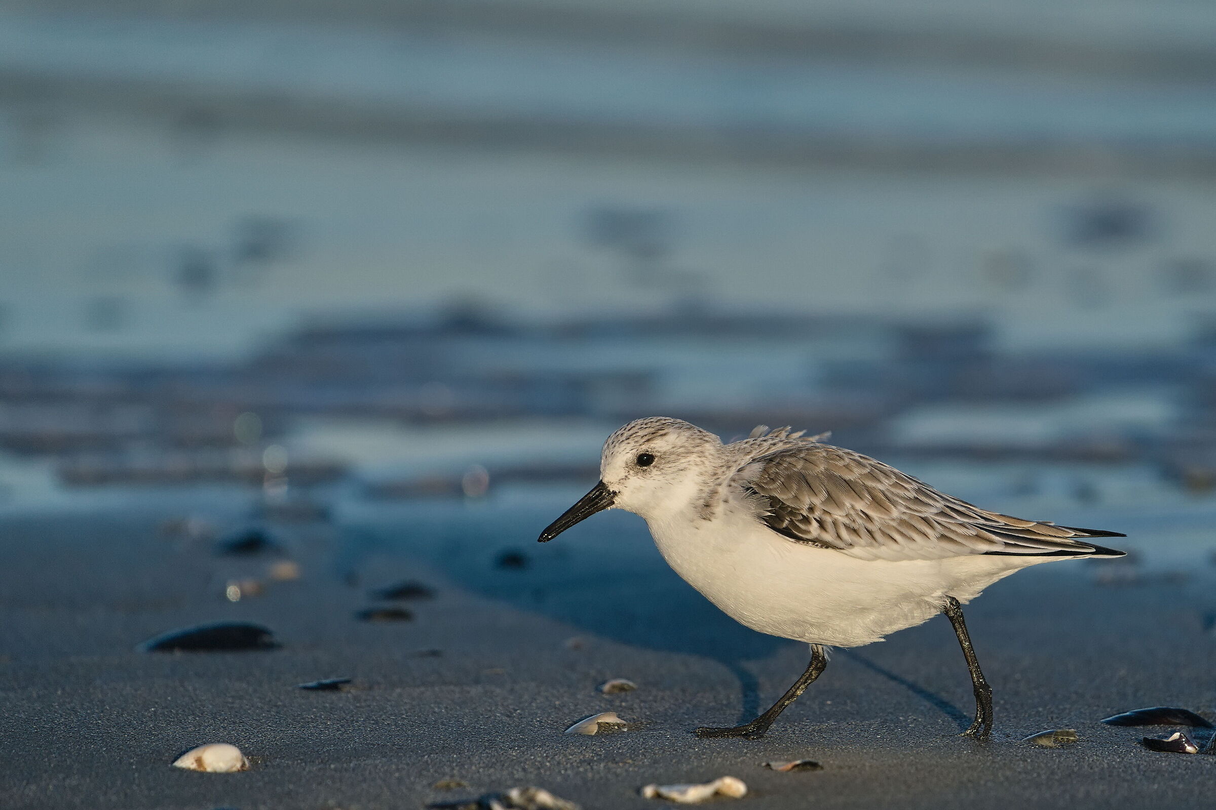 Three-toed sandpiper