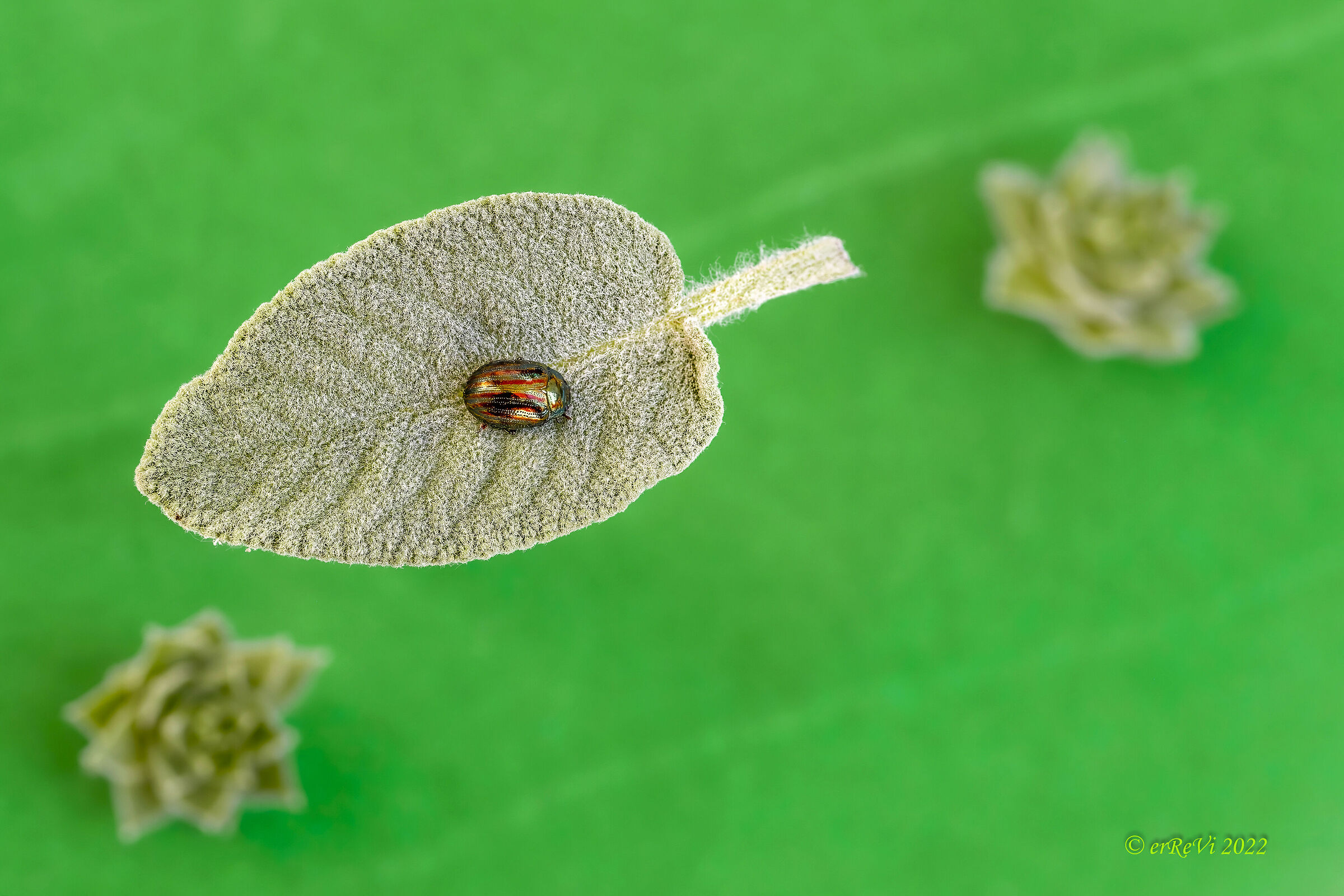 North-East Direction