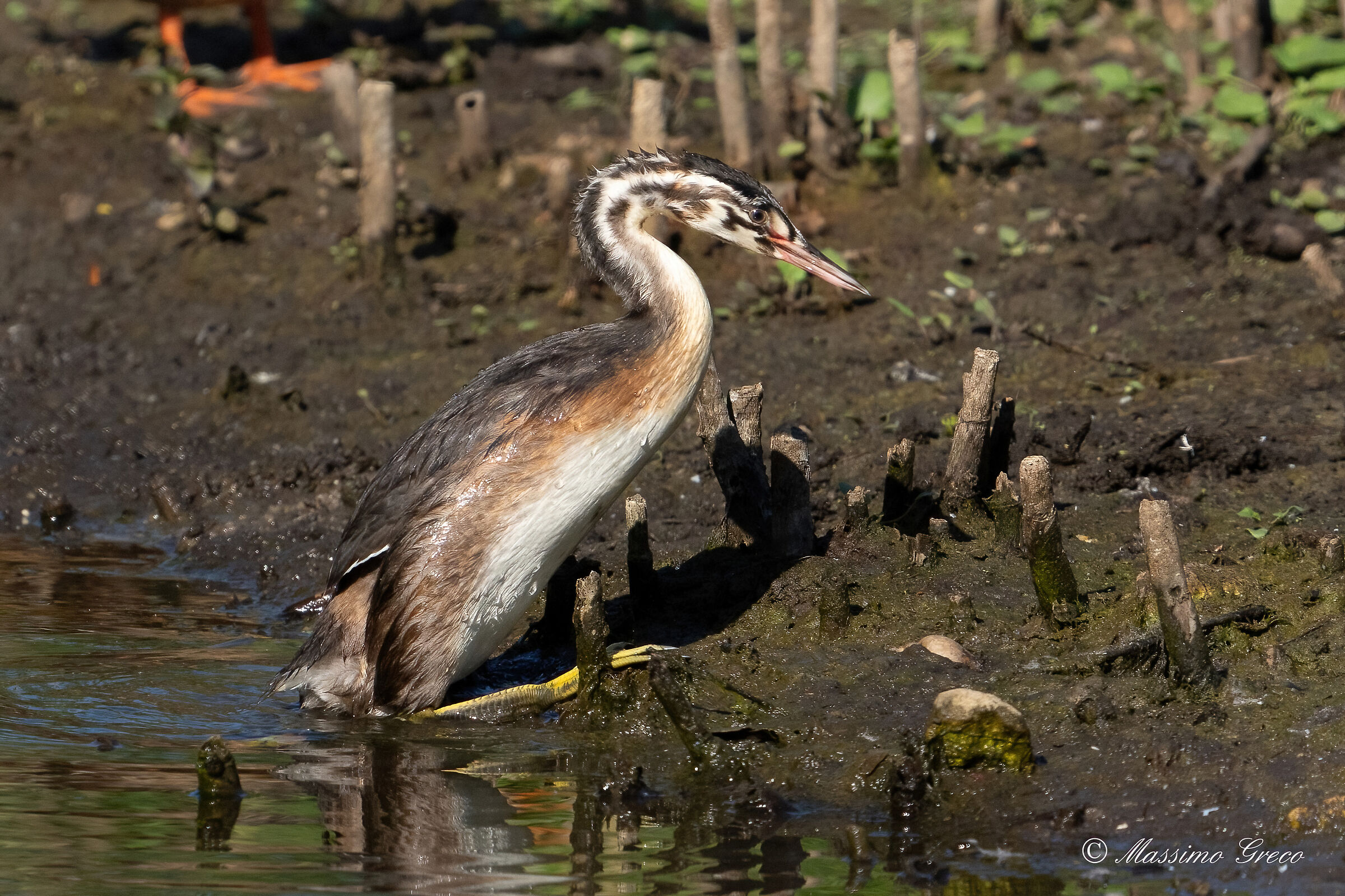 A young Great Grebe on the ground