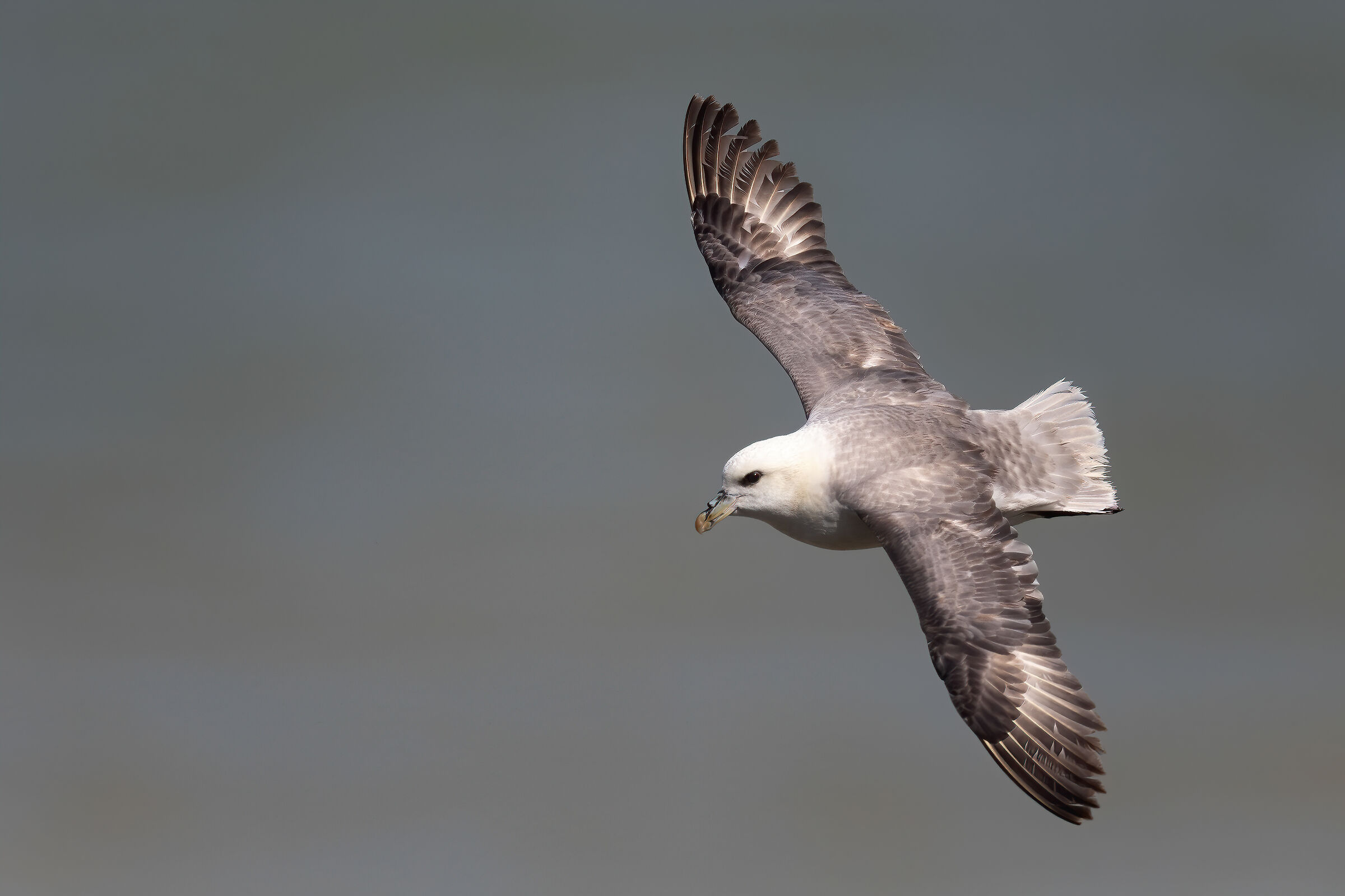 Fulmar boréal
