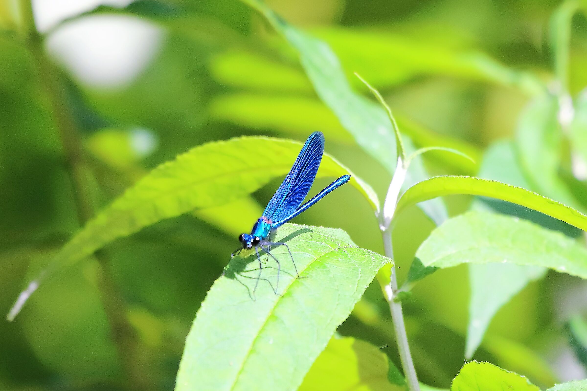 libellula 04-06-2022