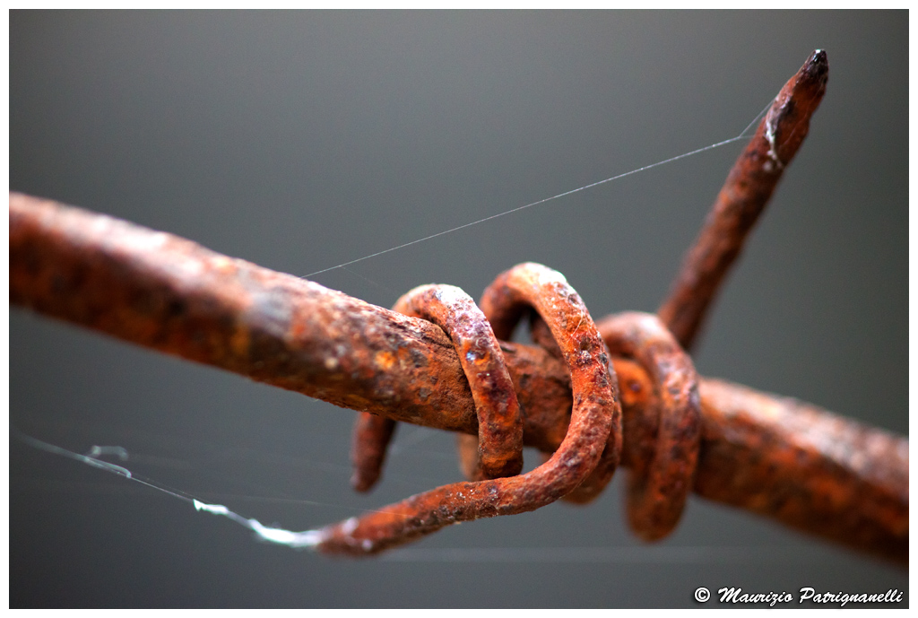 Filo spinato guerra bianca