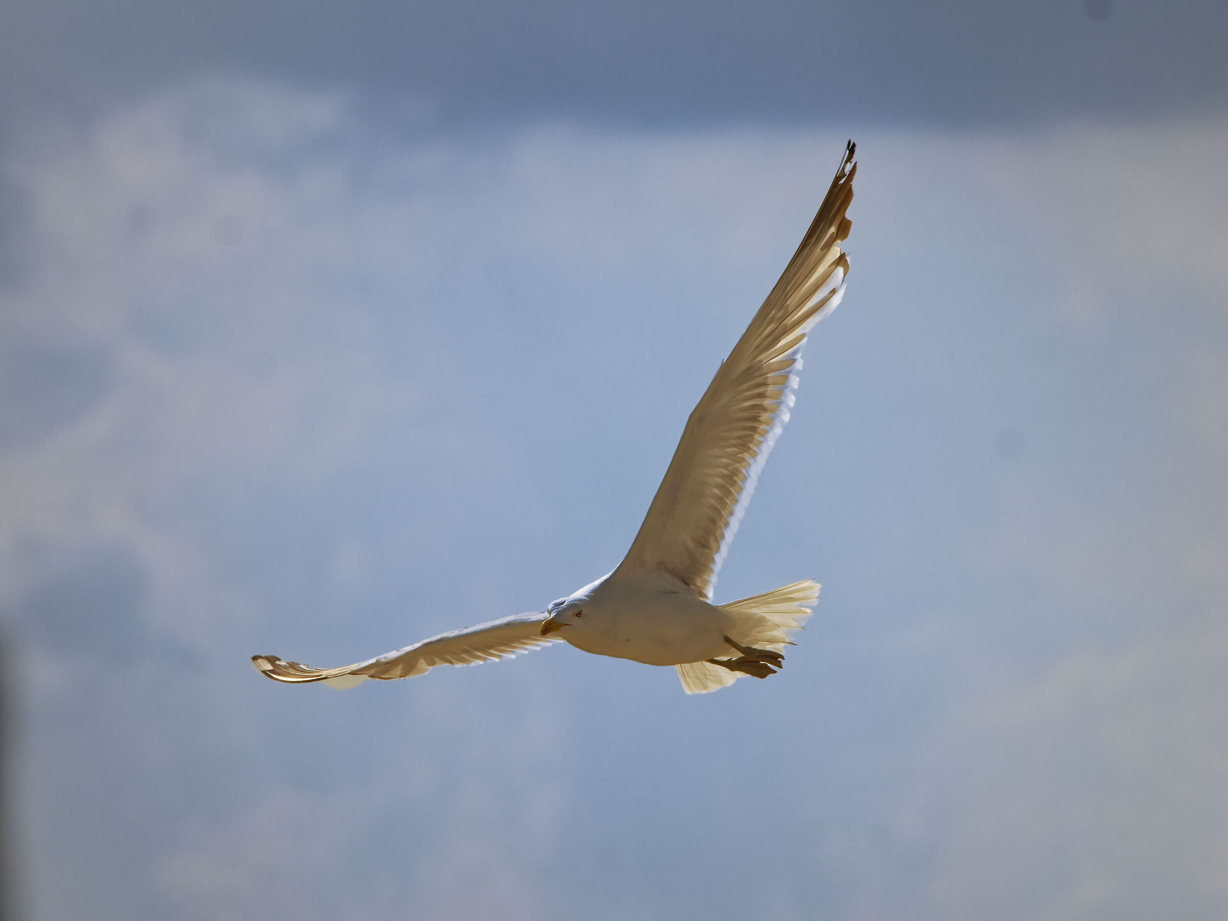 Volo di gabbiano