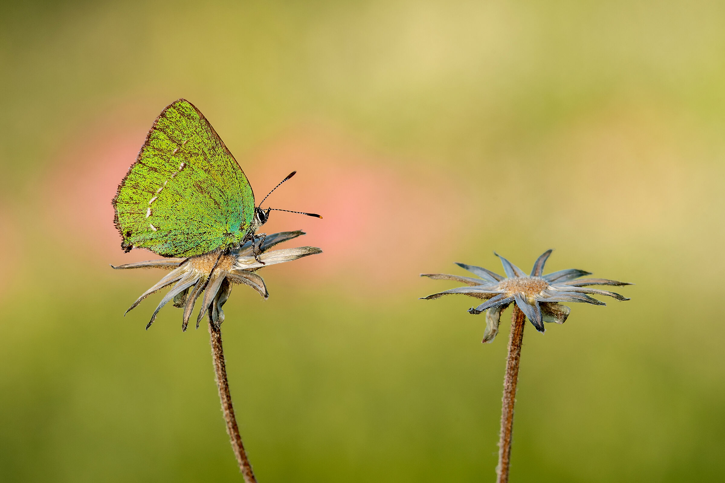 Callophrys rubi