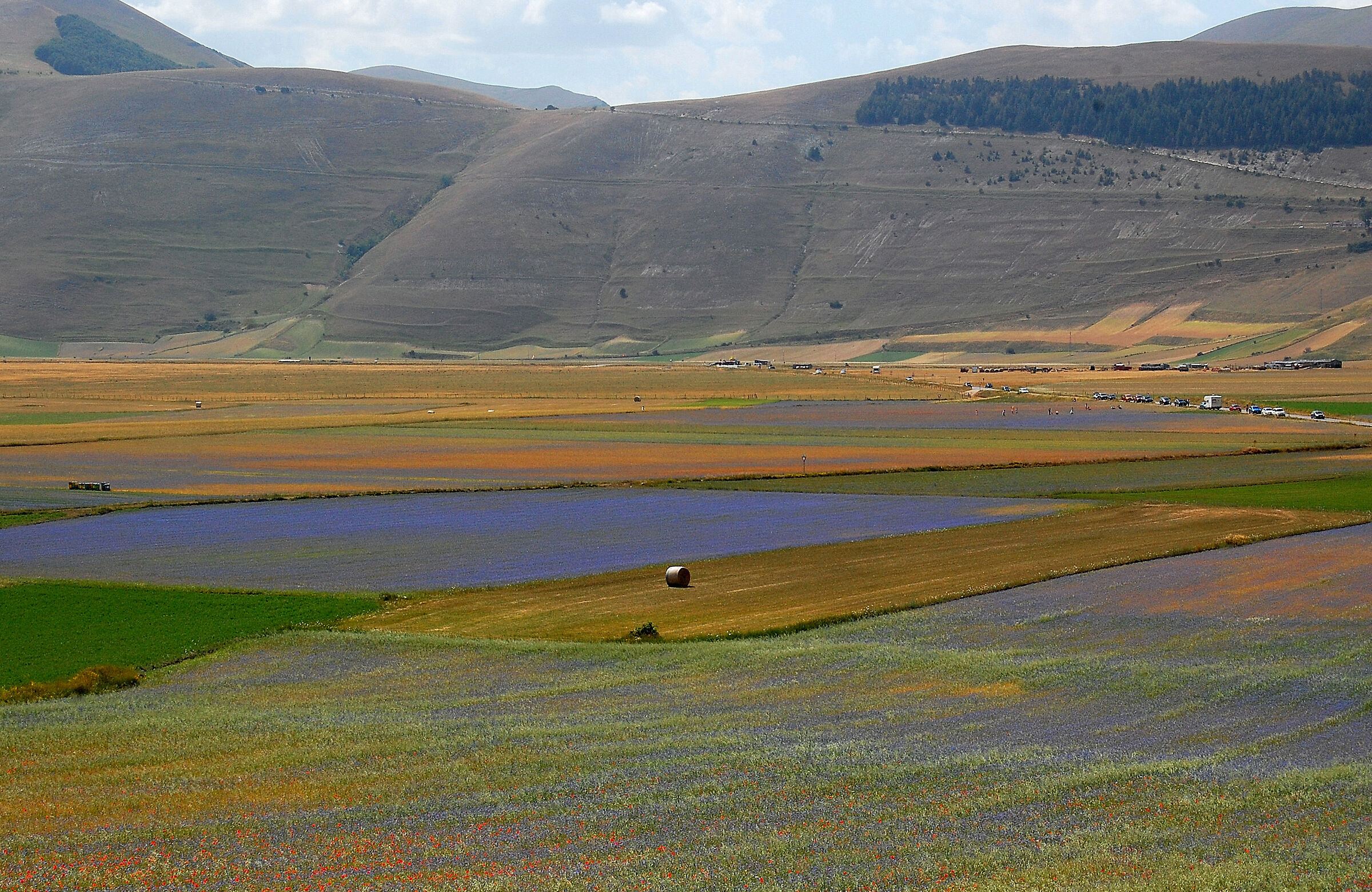 Castelluccio: cornflower lake