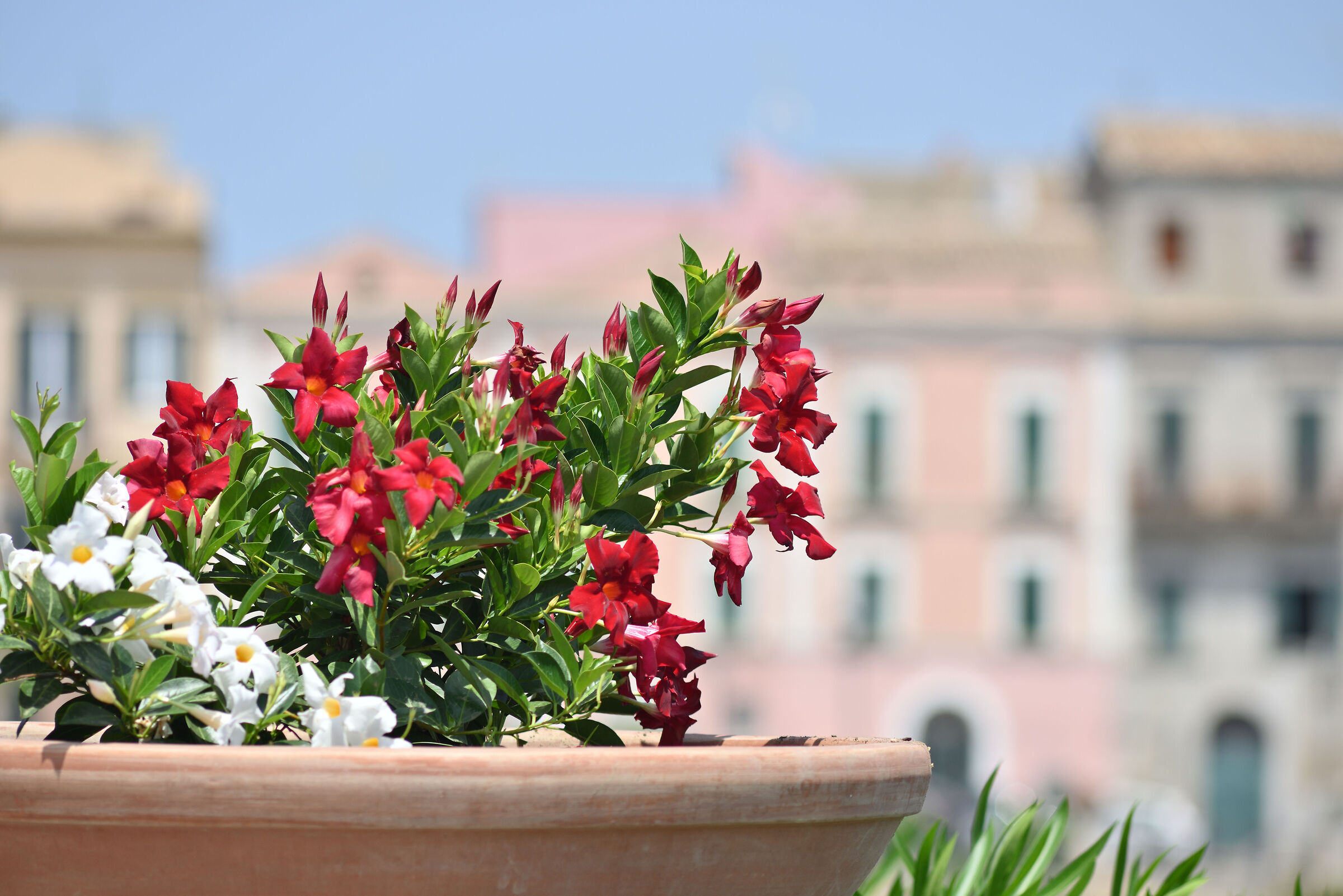 Test Nikkor 200 Ai f4 -36 Mpx