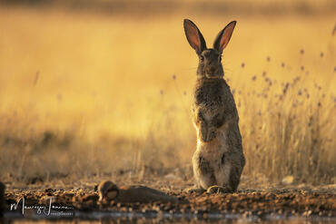 Oryctolagus cuniculus