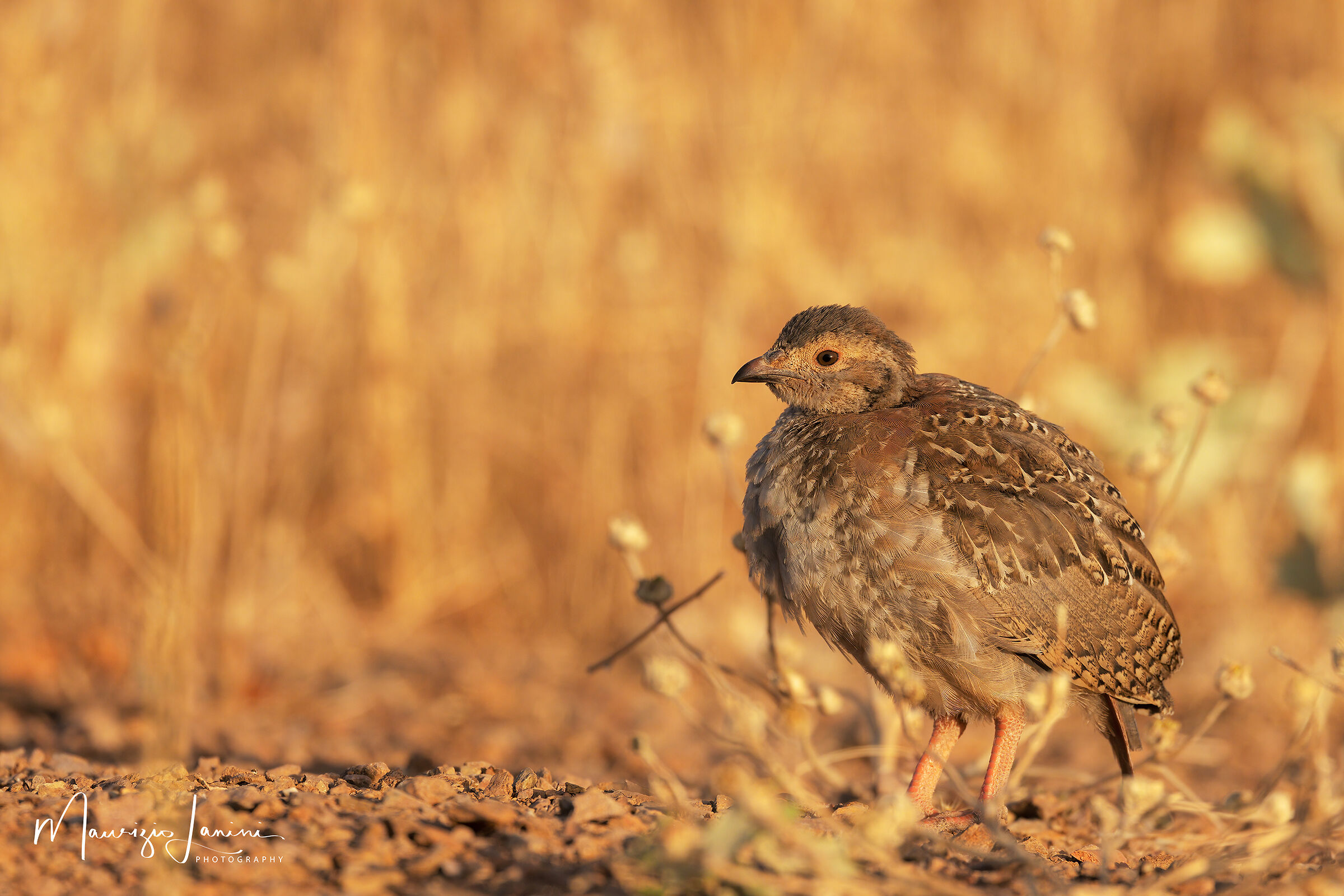 Pulcino di pernice rossa
