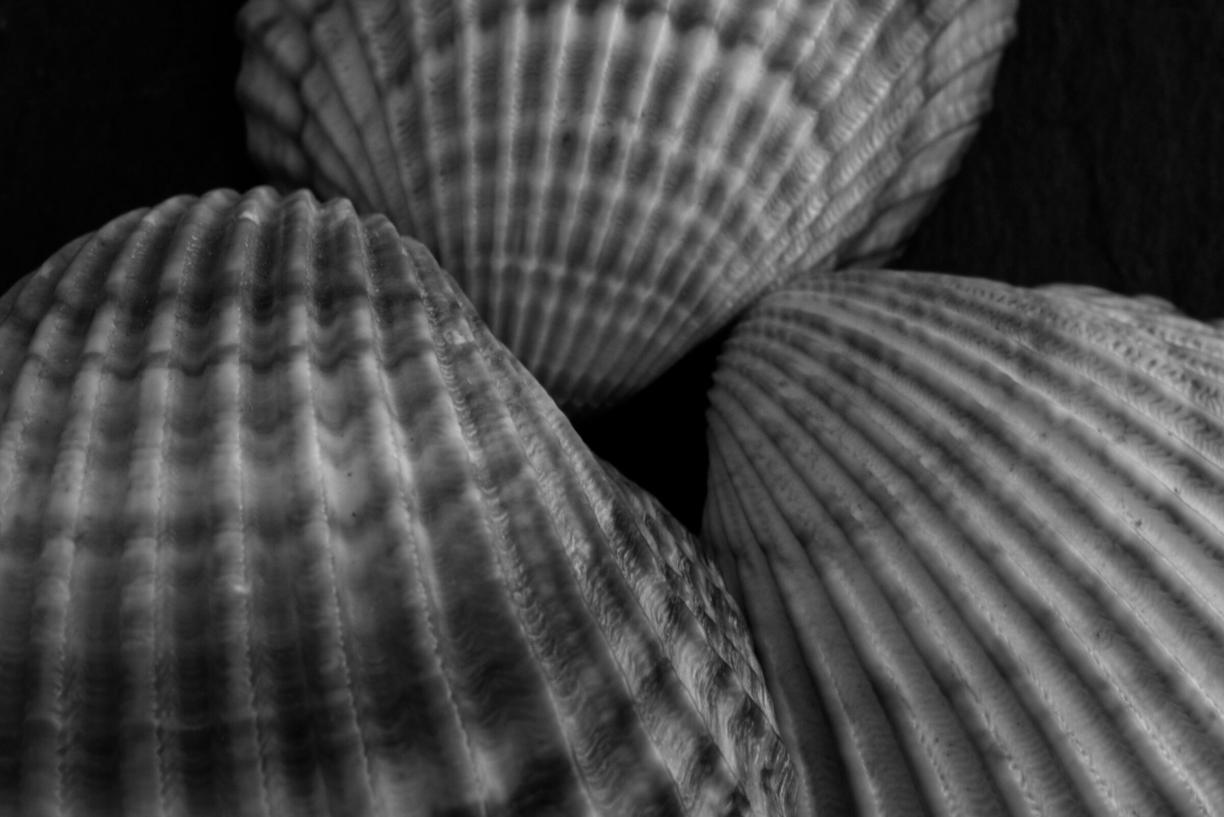 b/w shells