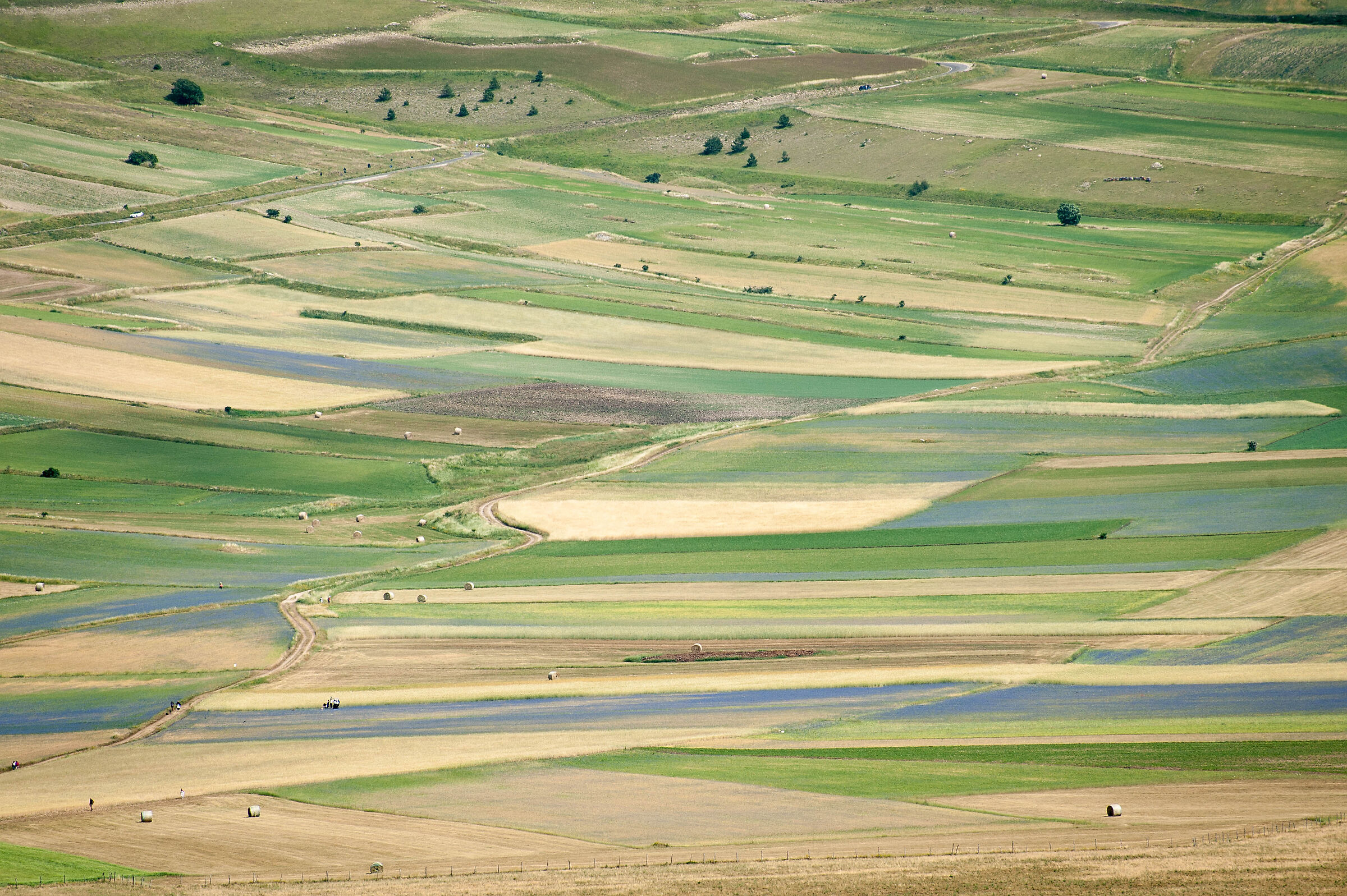 Castelluccio di Norcia: Fioritura 2022