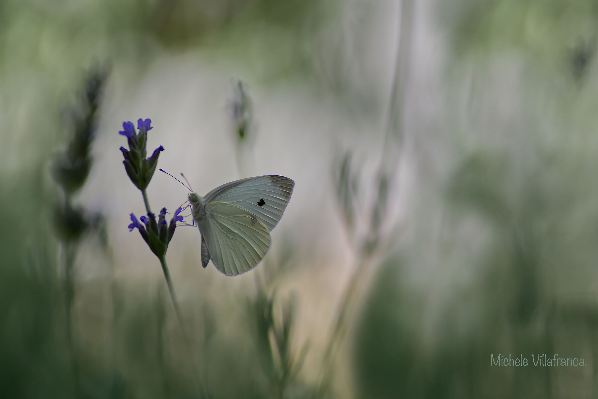Small "Cavolaia" between lights and shadows...
