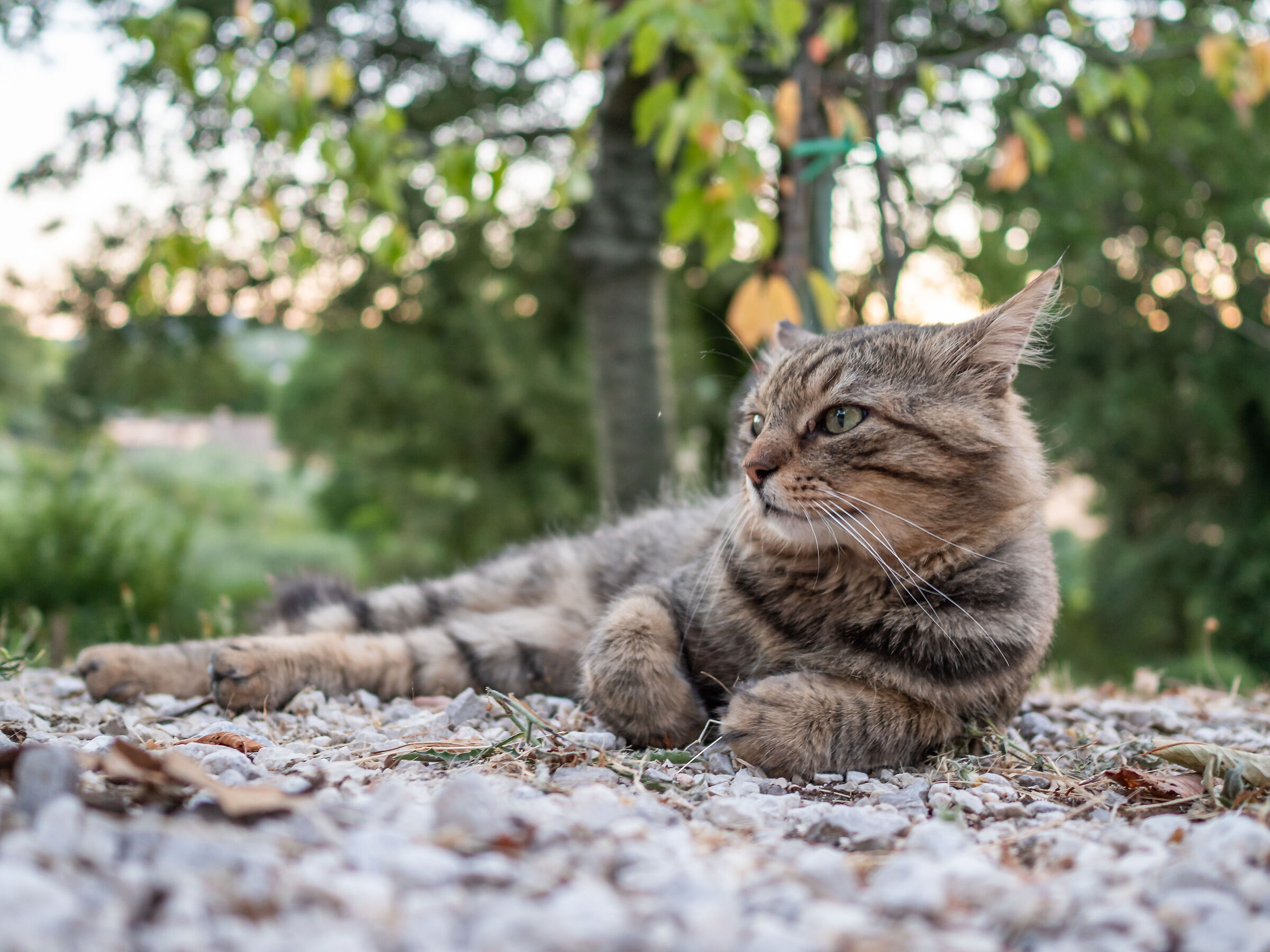 la vastità di Ettore