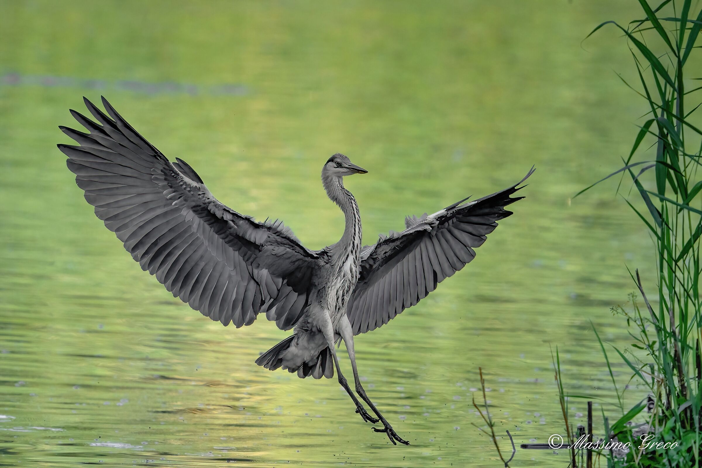 Landing at dawn on the swamp - Grey heron