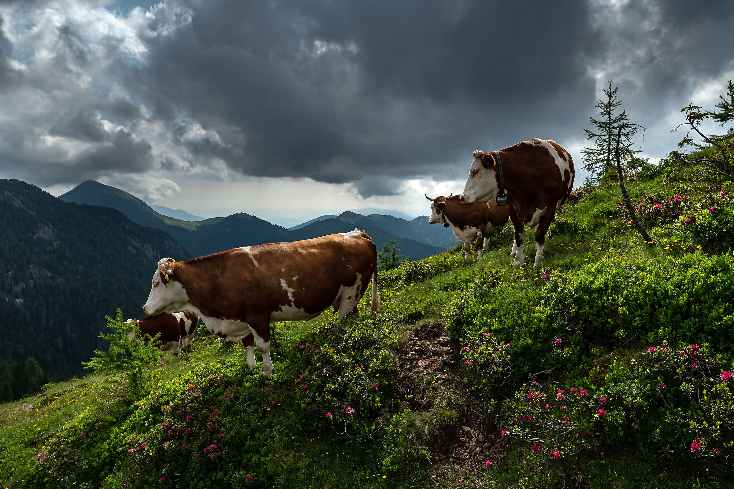 Monte Cocco - Alpi Carniche Orientali