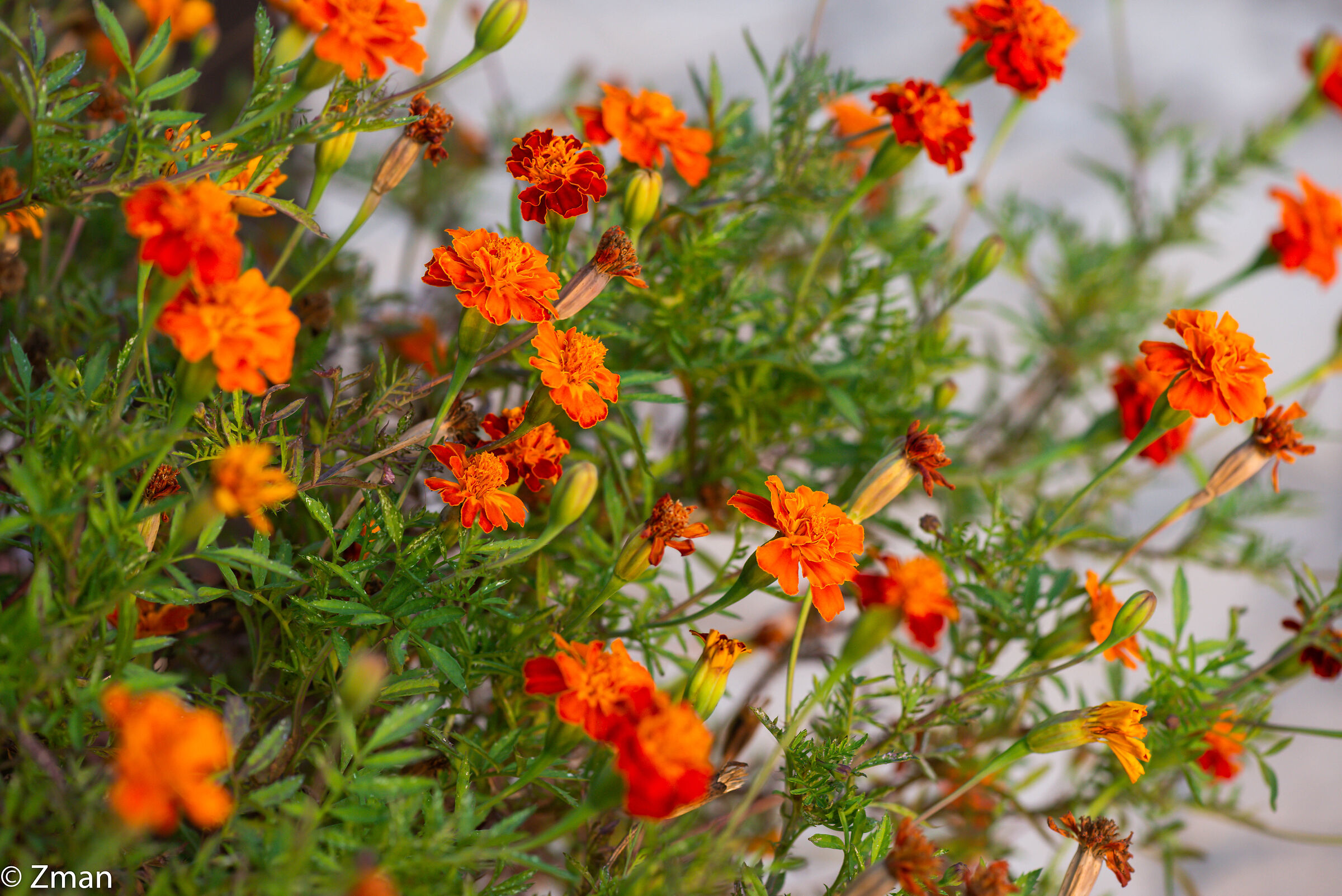 Mexican Marigold