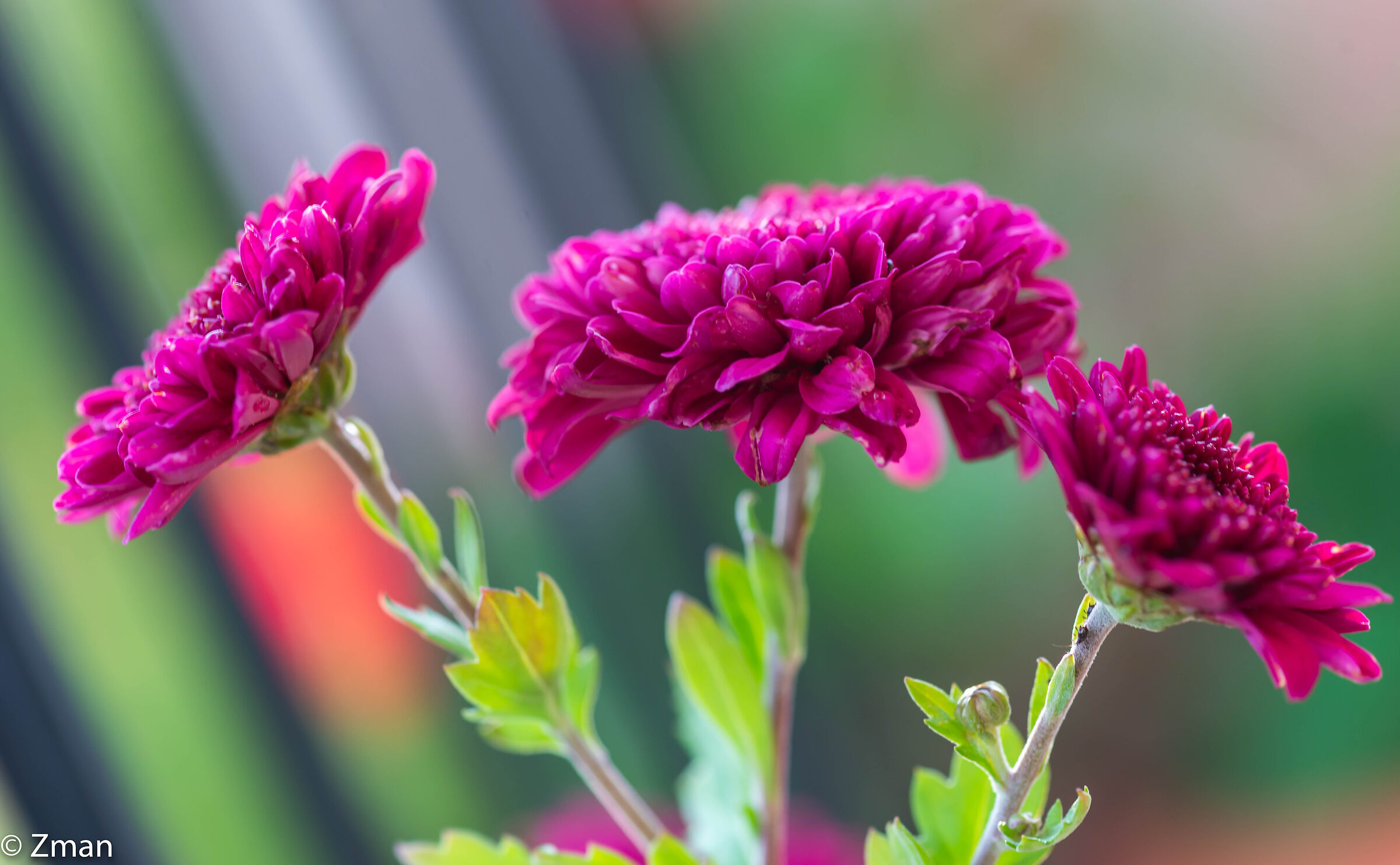 Dahlia Flowers