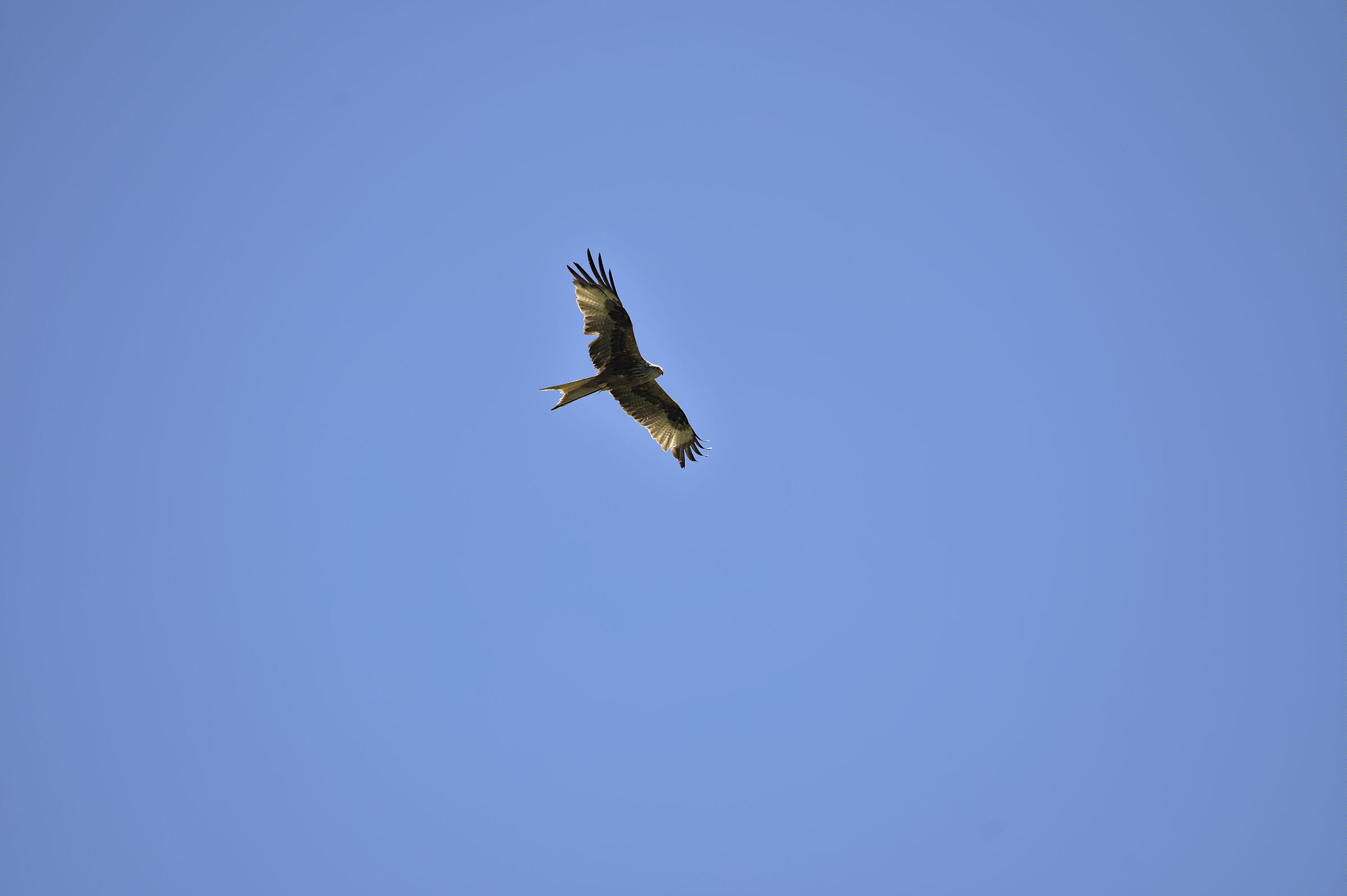 Falcon