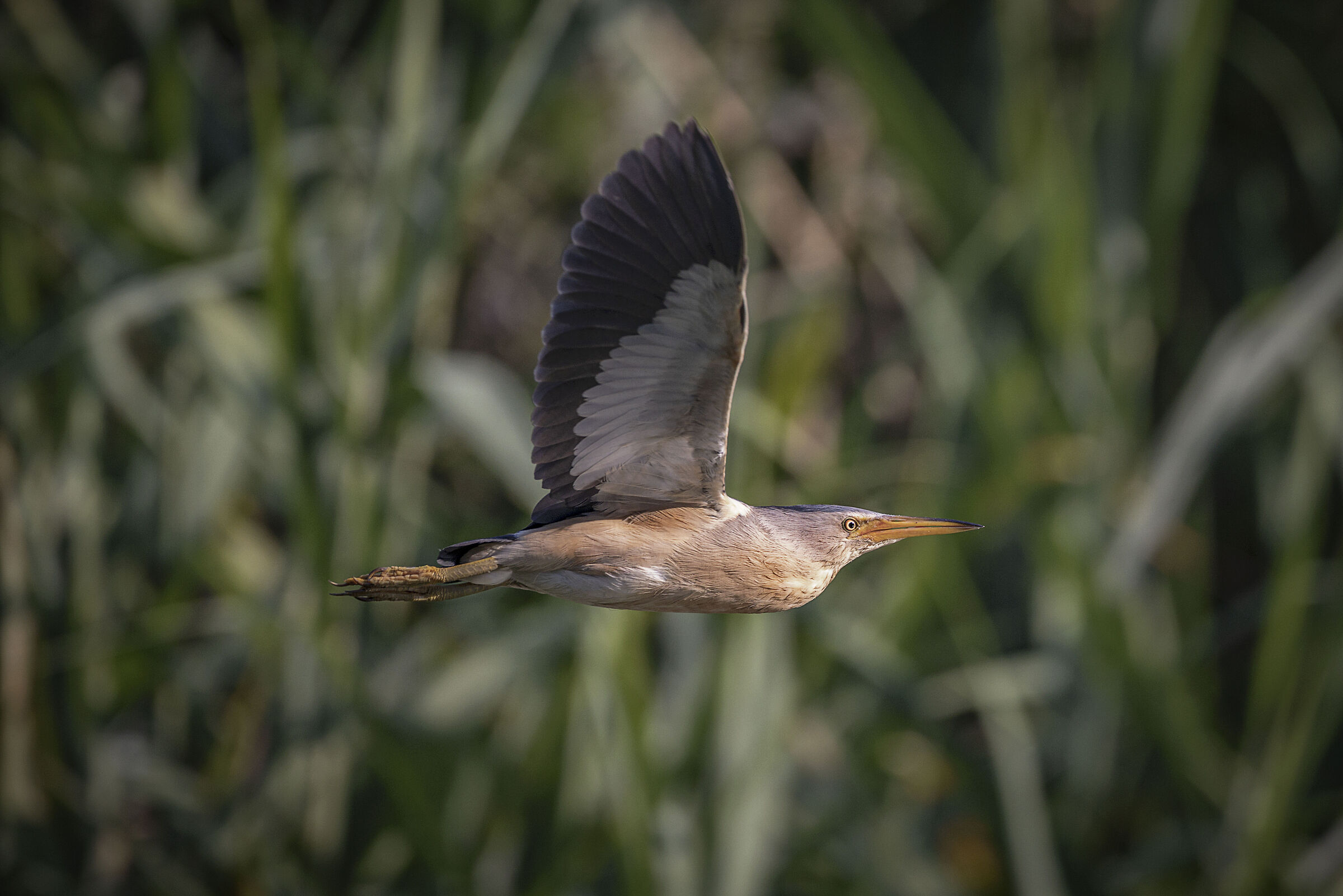 Little bittern