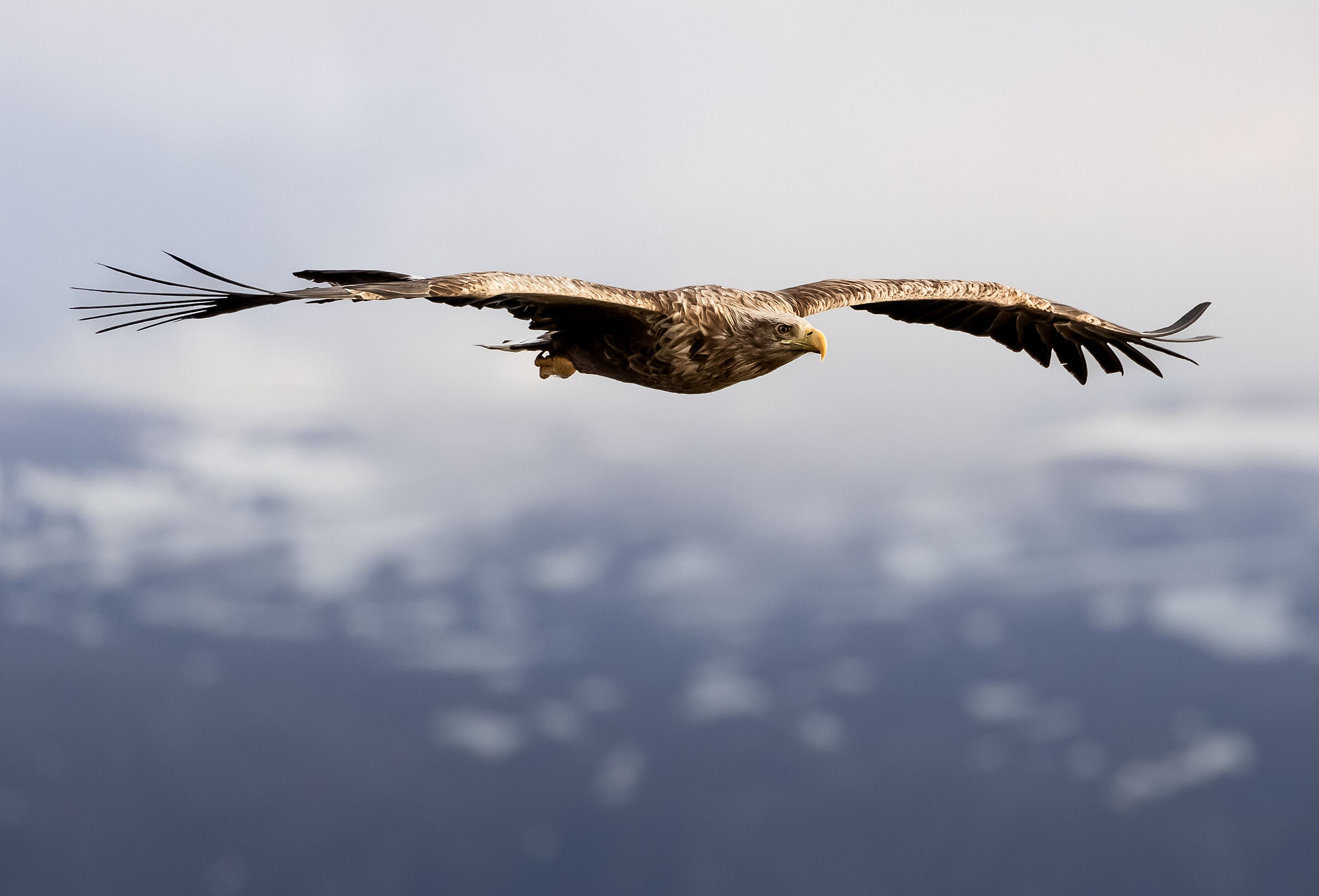 White tail sea eagle