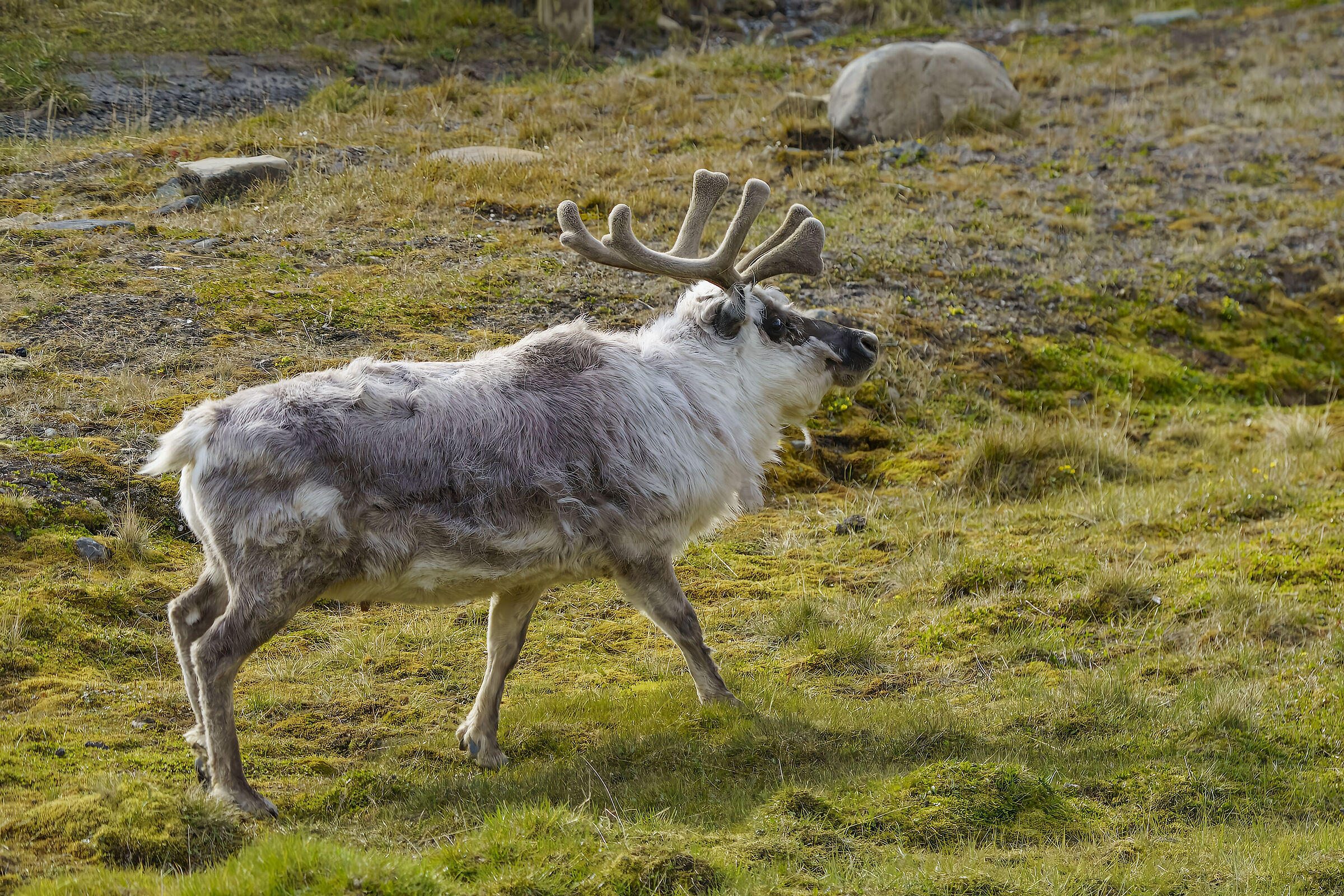 Renna delle Svaldbard