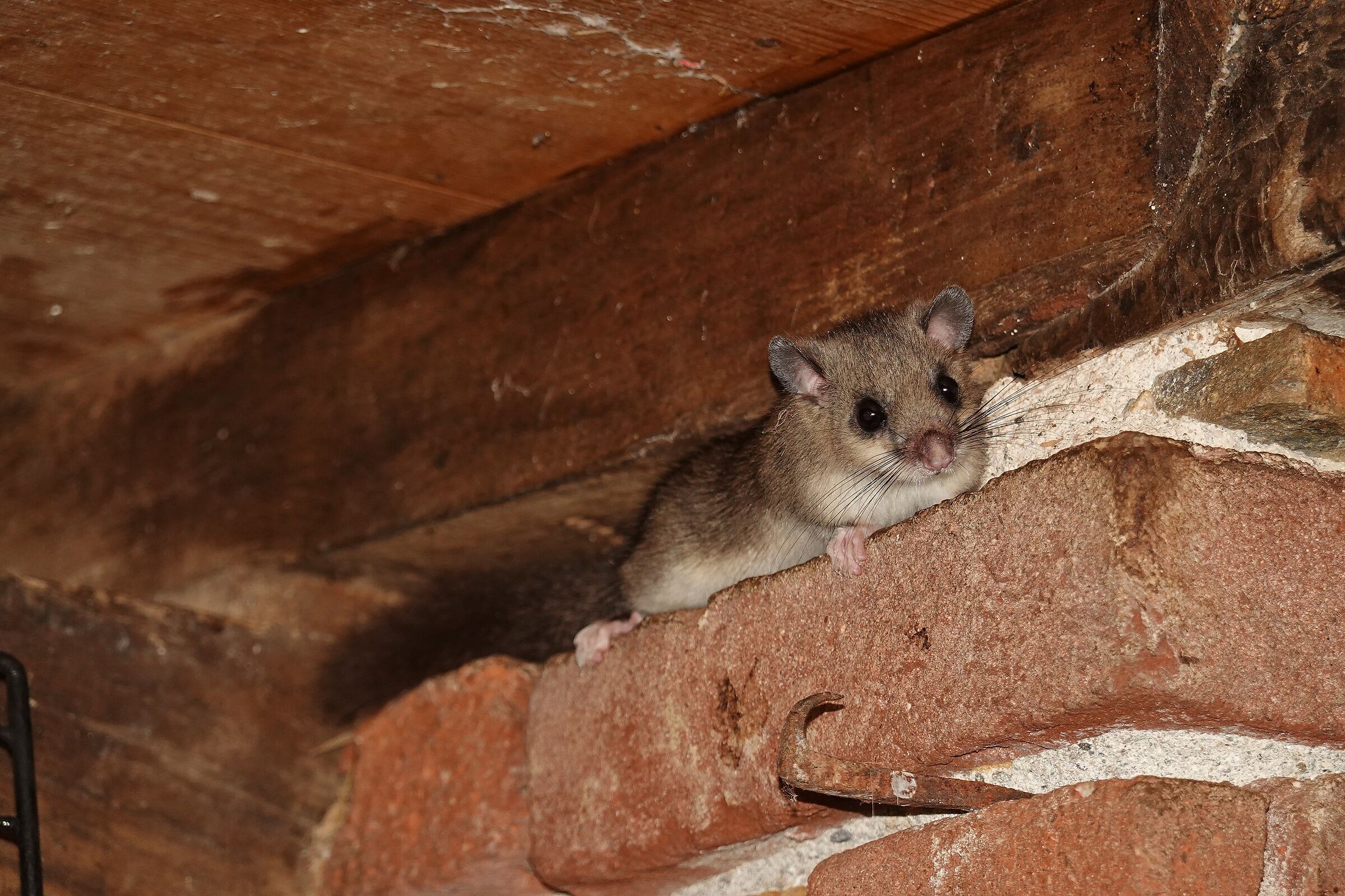 the cute dormouse ....