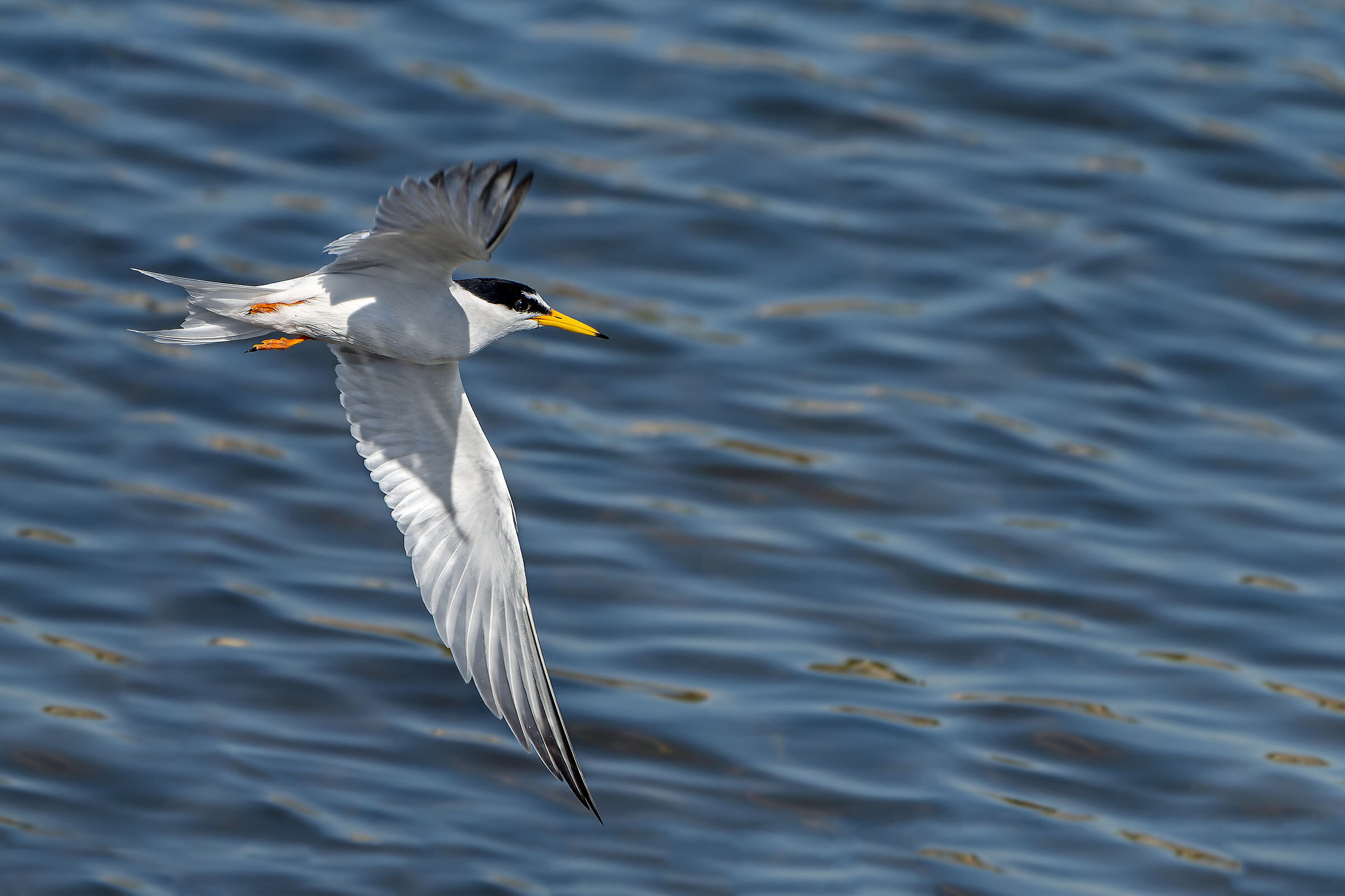 Little tern