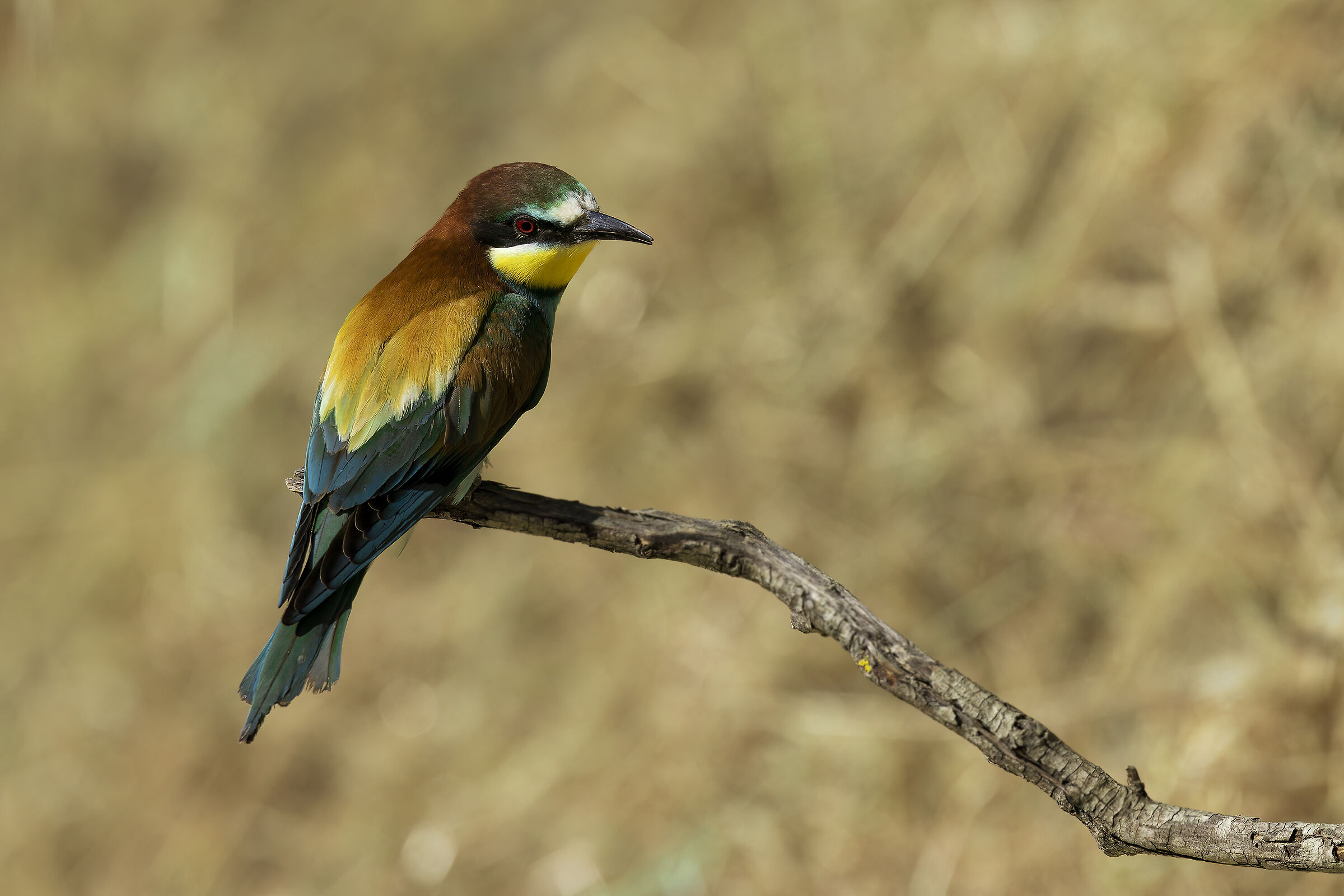 Bee-eater