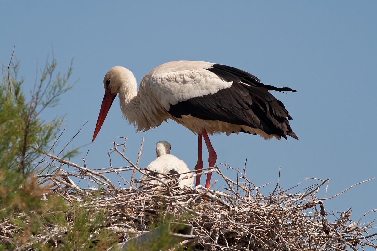 storks