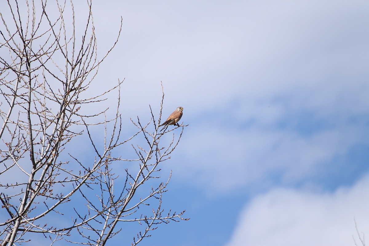 Kestrel ringed