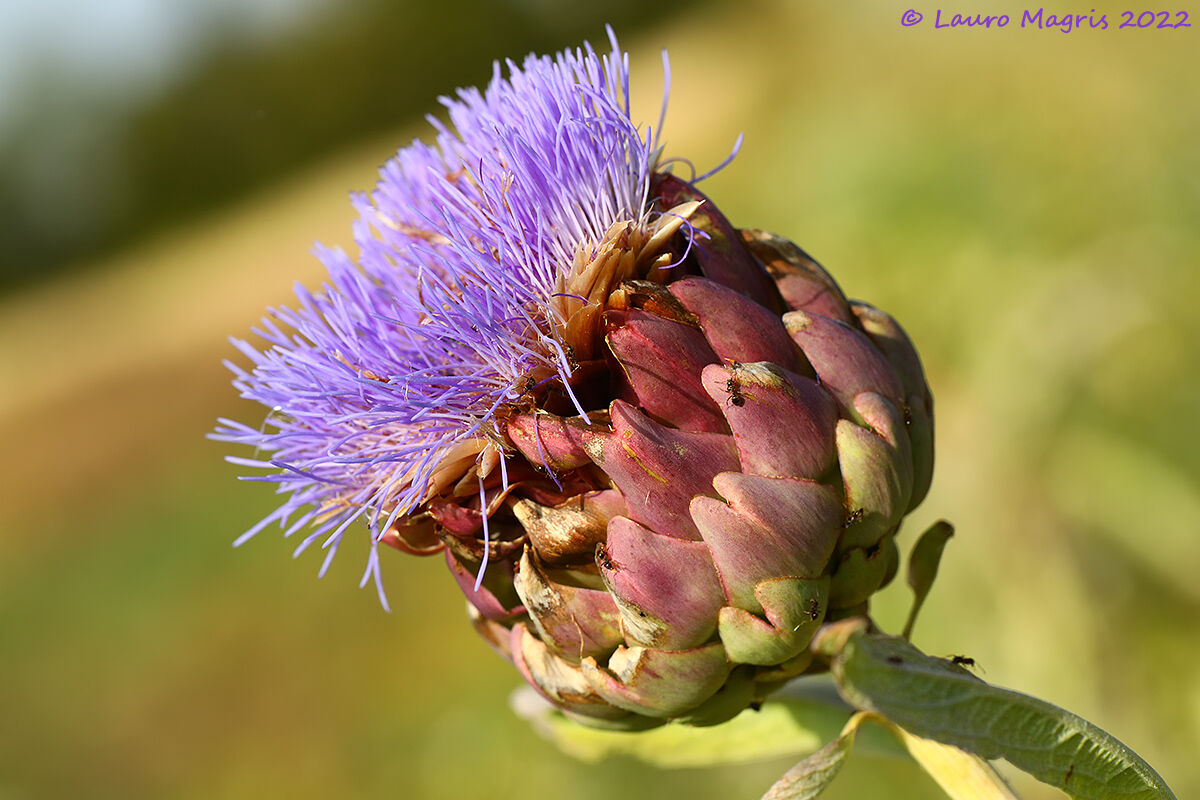 I colori del carciofo