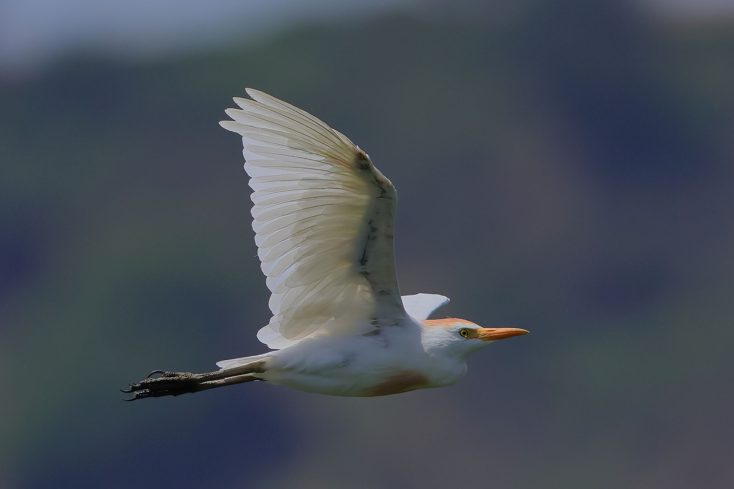 Cattle egret