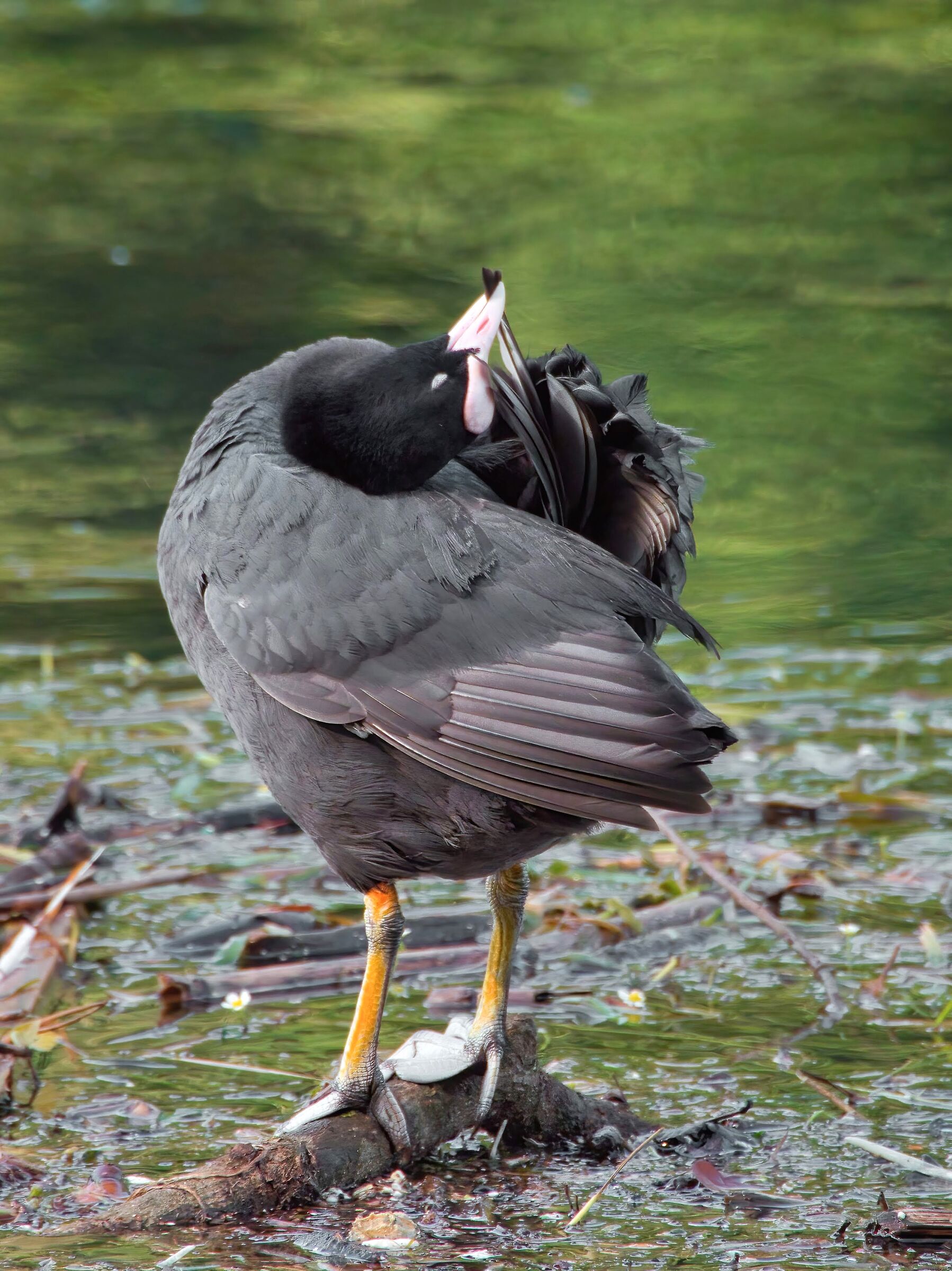 Coot (the care of plumage)