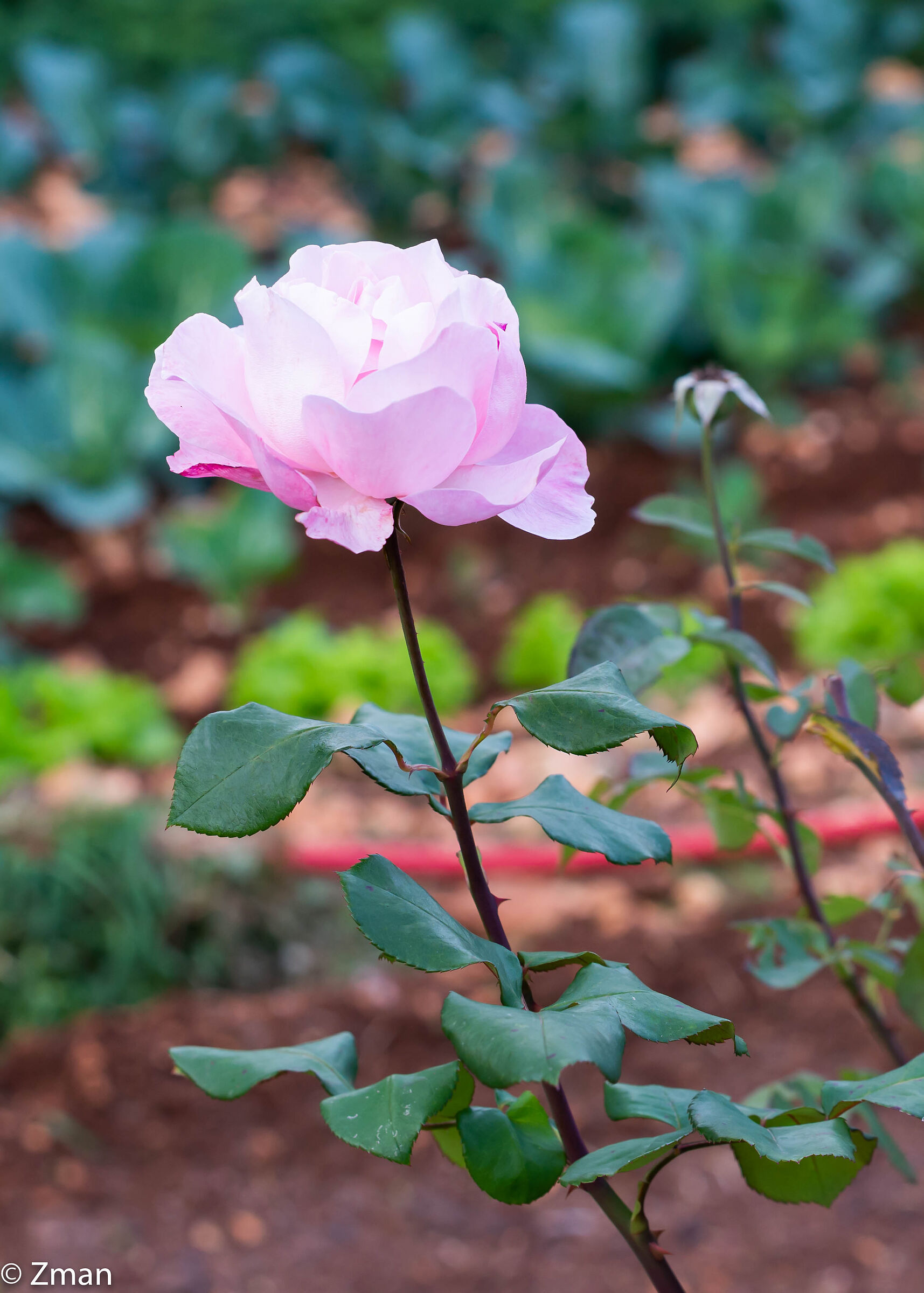 Pink Rose